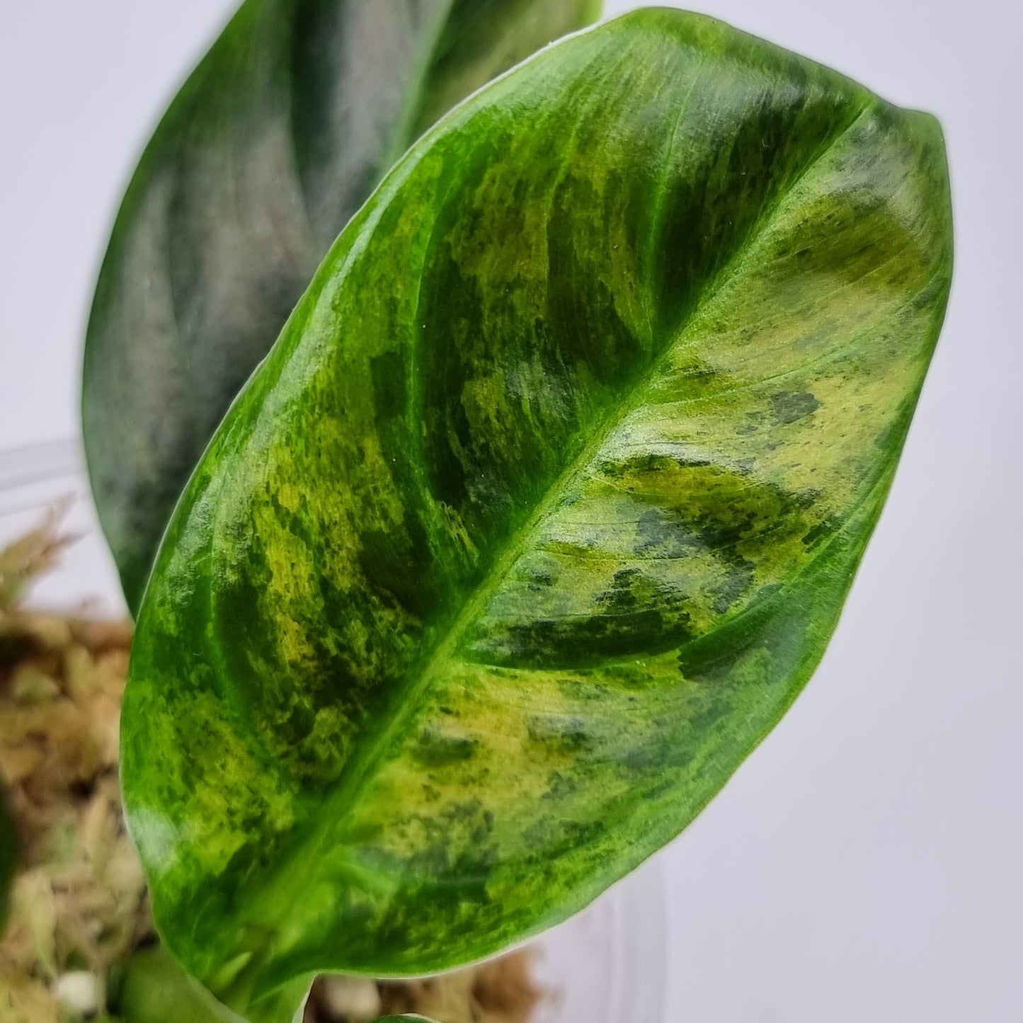 rare Variegated philo subhastatum for sale in Perth Australia