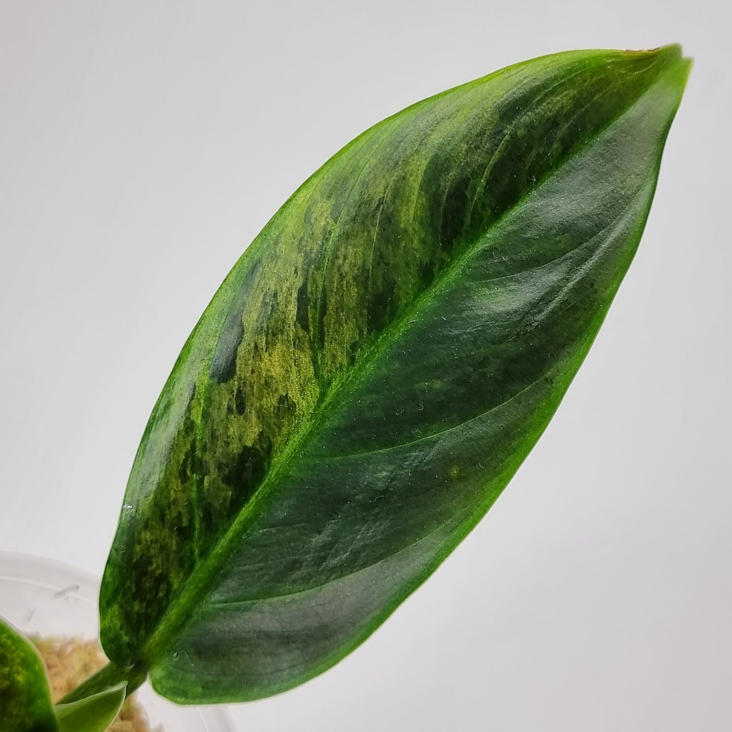 rare Variegated philo subhastatum for sale in Perth Australia