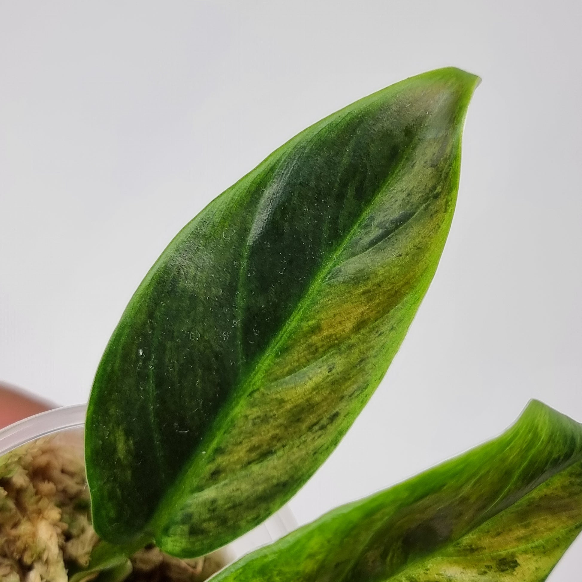 rare Variegated philo subhastatum for sale in Perth Australia