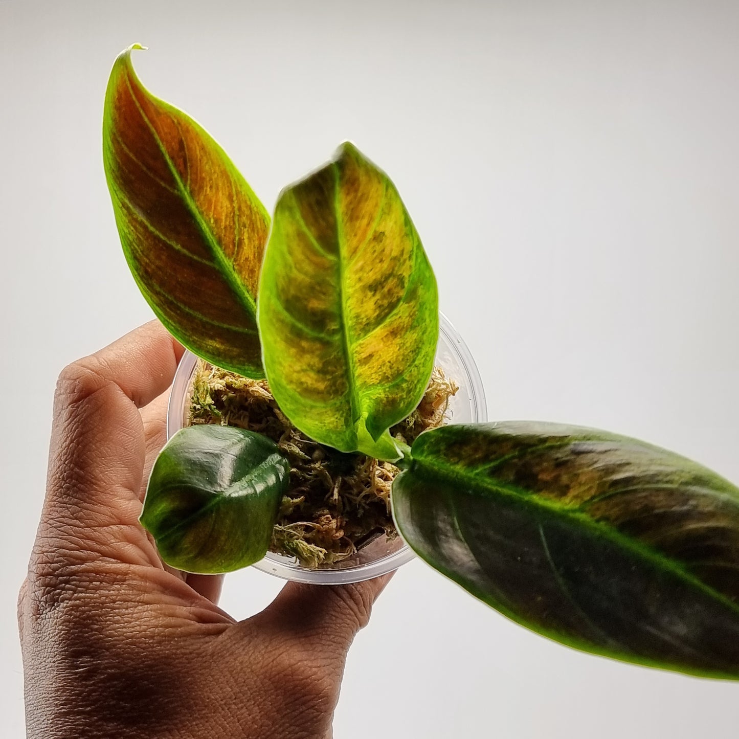 rare Variegated philo subhastatum for sale in Perth Australia