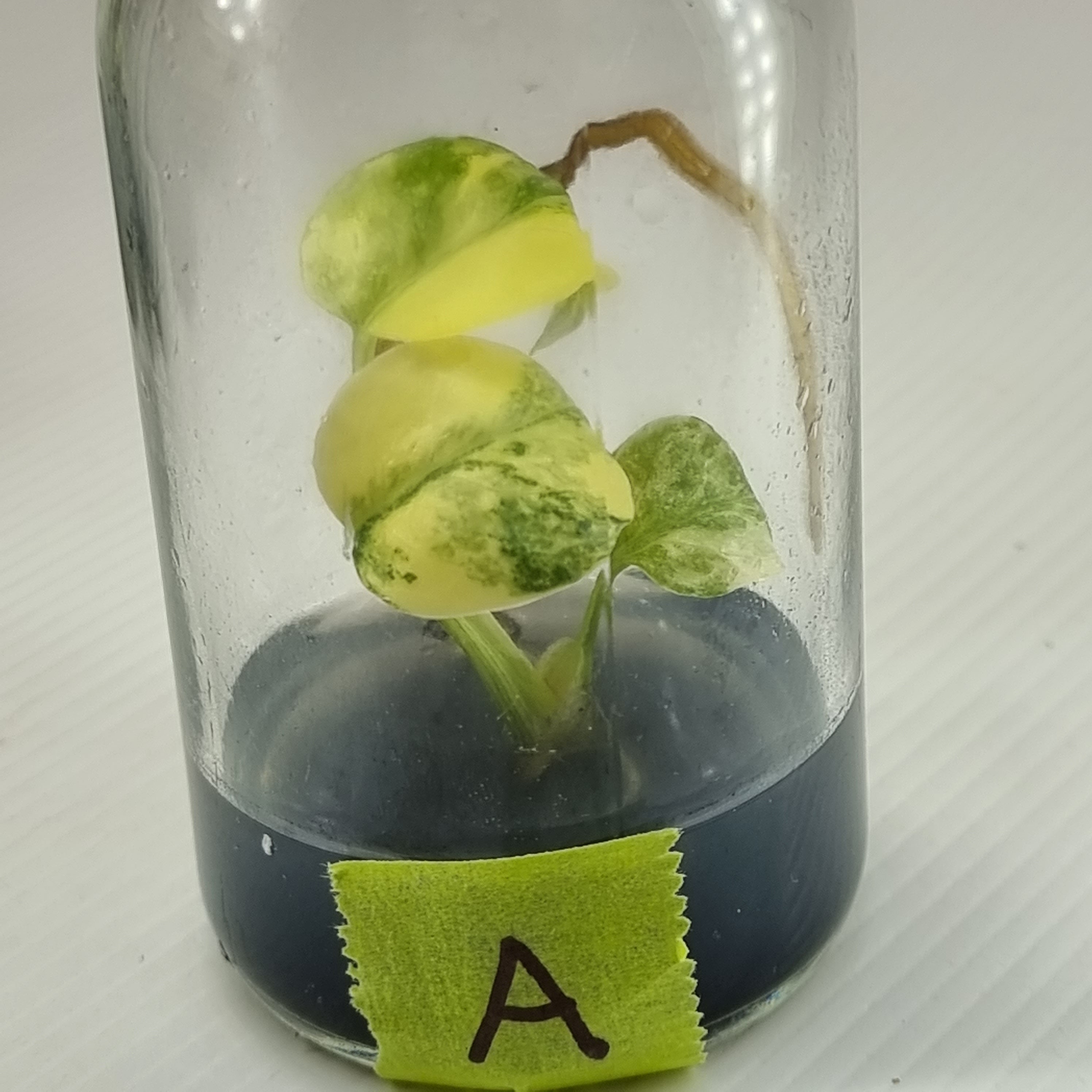 Tissue Culture Kits Flora Magnifica Australia