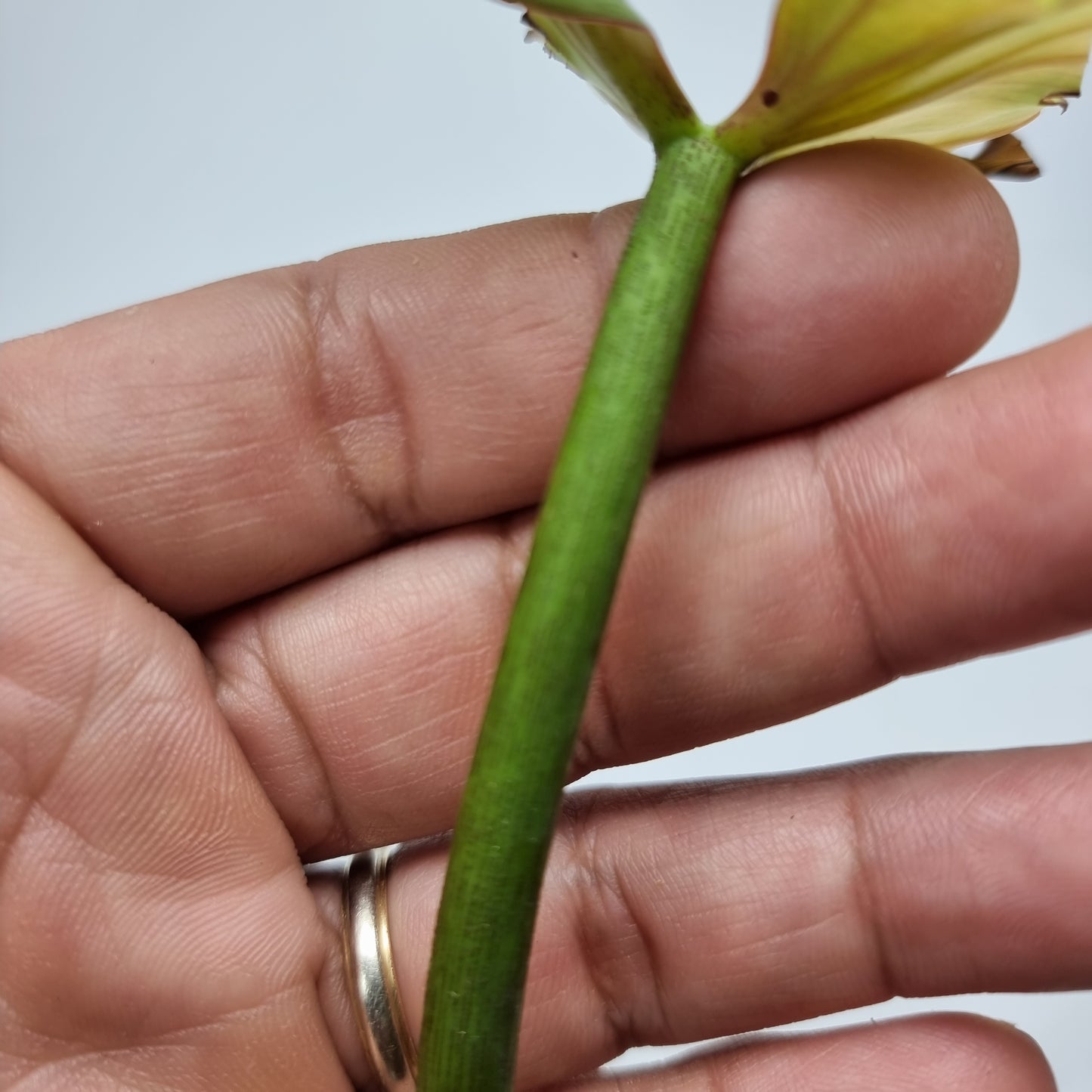 rare Philodendron sp Columbia 'El Guapo' for sale in Perth Australia