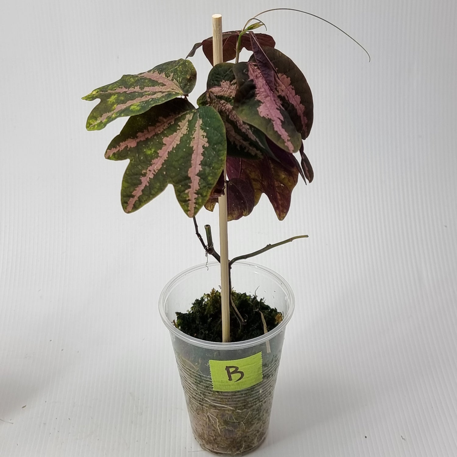 rare Passiflora trifasciata AKA Duckfeet plant for sale in Perth Australia