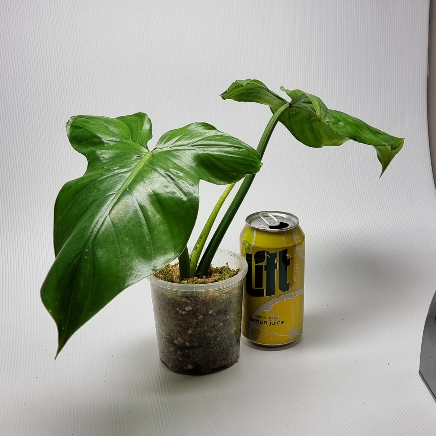 rare Philodendron barrosoanum for sale in Perth Australia