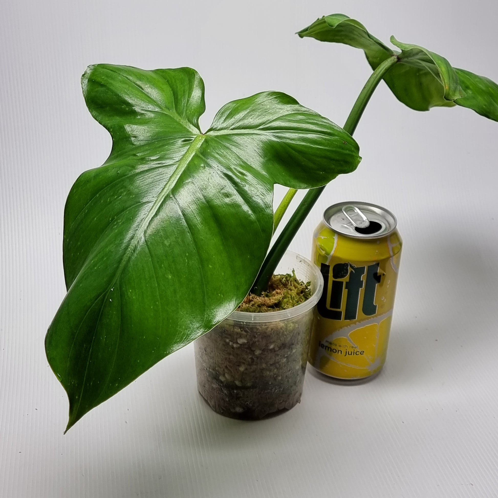 rare Philodendron barrosoanum for sale in Perth Australia