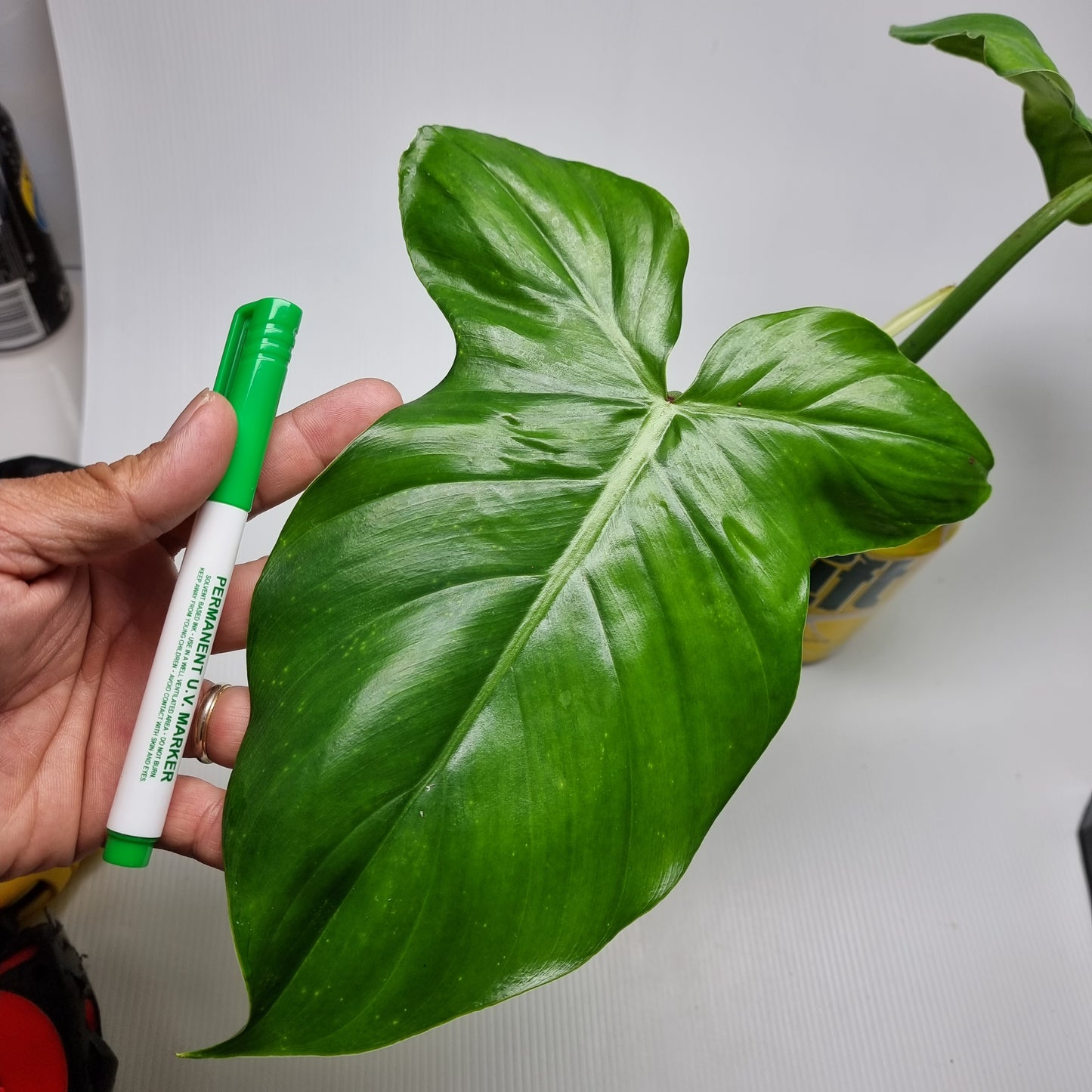 rare Philodendron barrosoanum for sale in Perth Australia