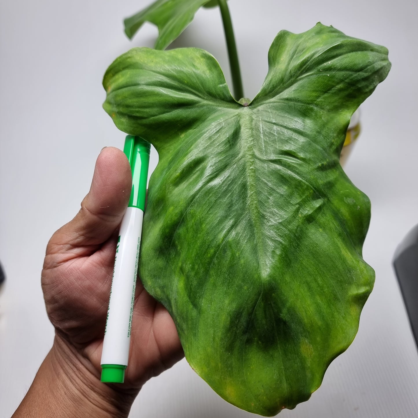 rare Philodendron barrosoanum for sale in Perth Australia