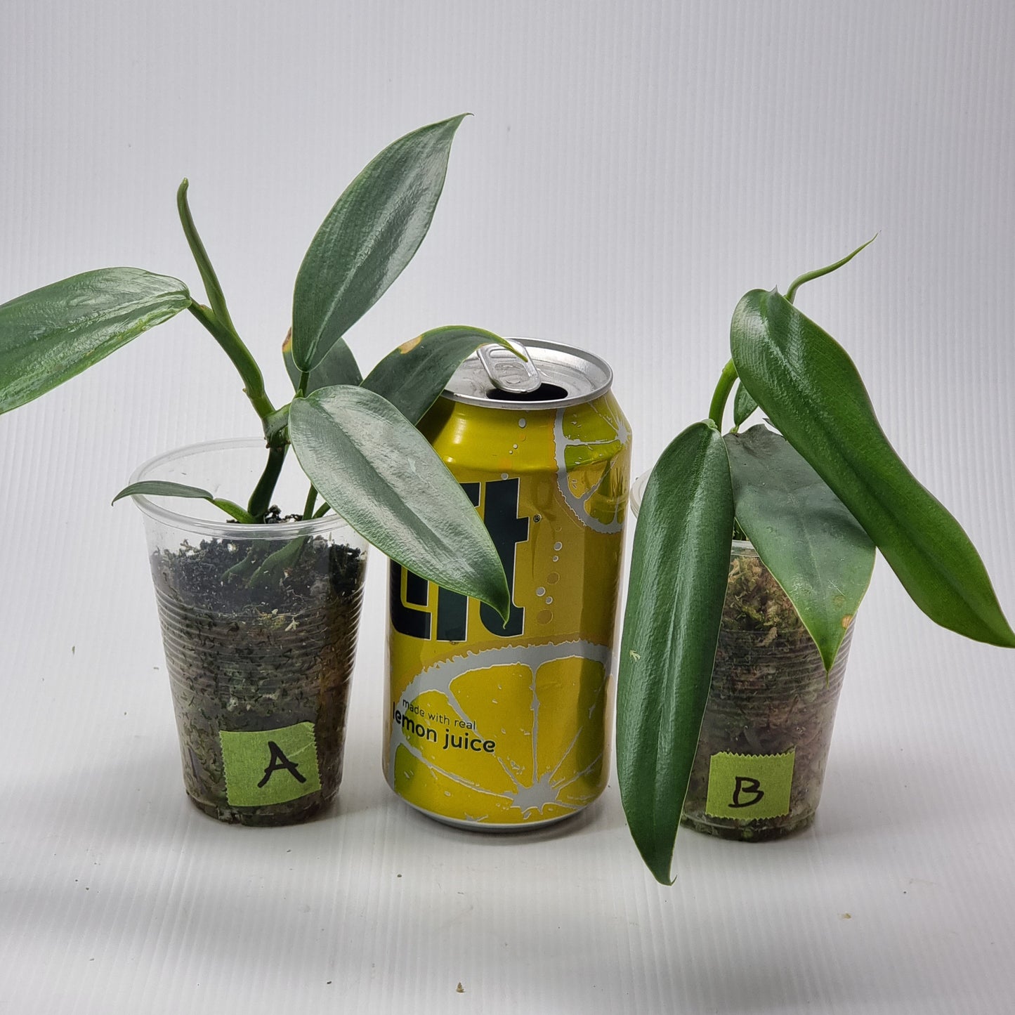 rare Philodendron silver snake for sale in Perth Australia