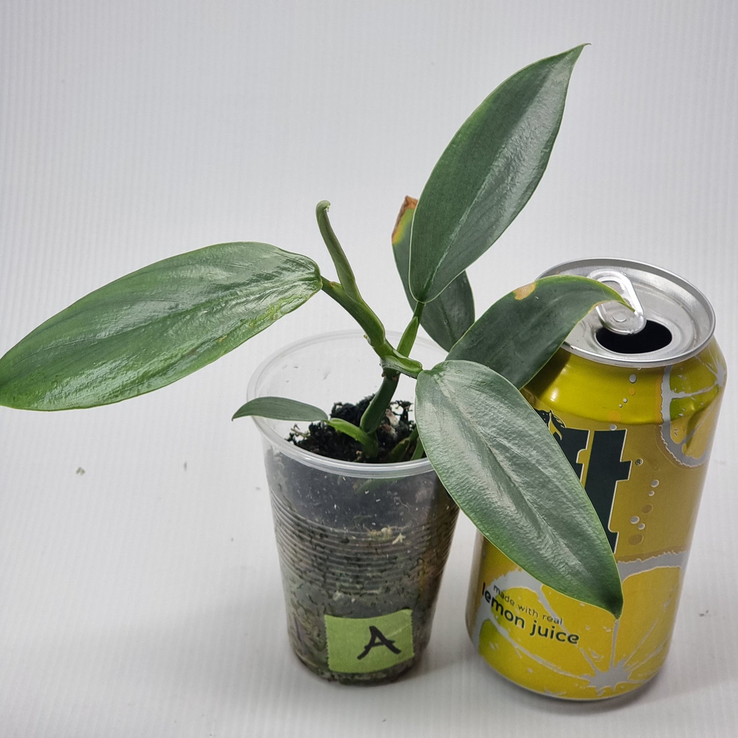 rare Philodendron silver snake for sale in Perth Australia