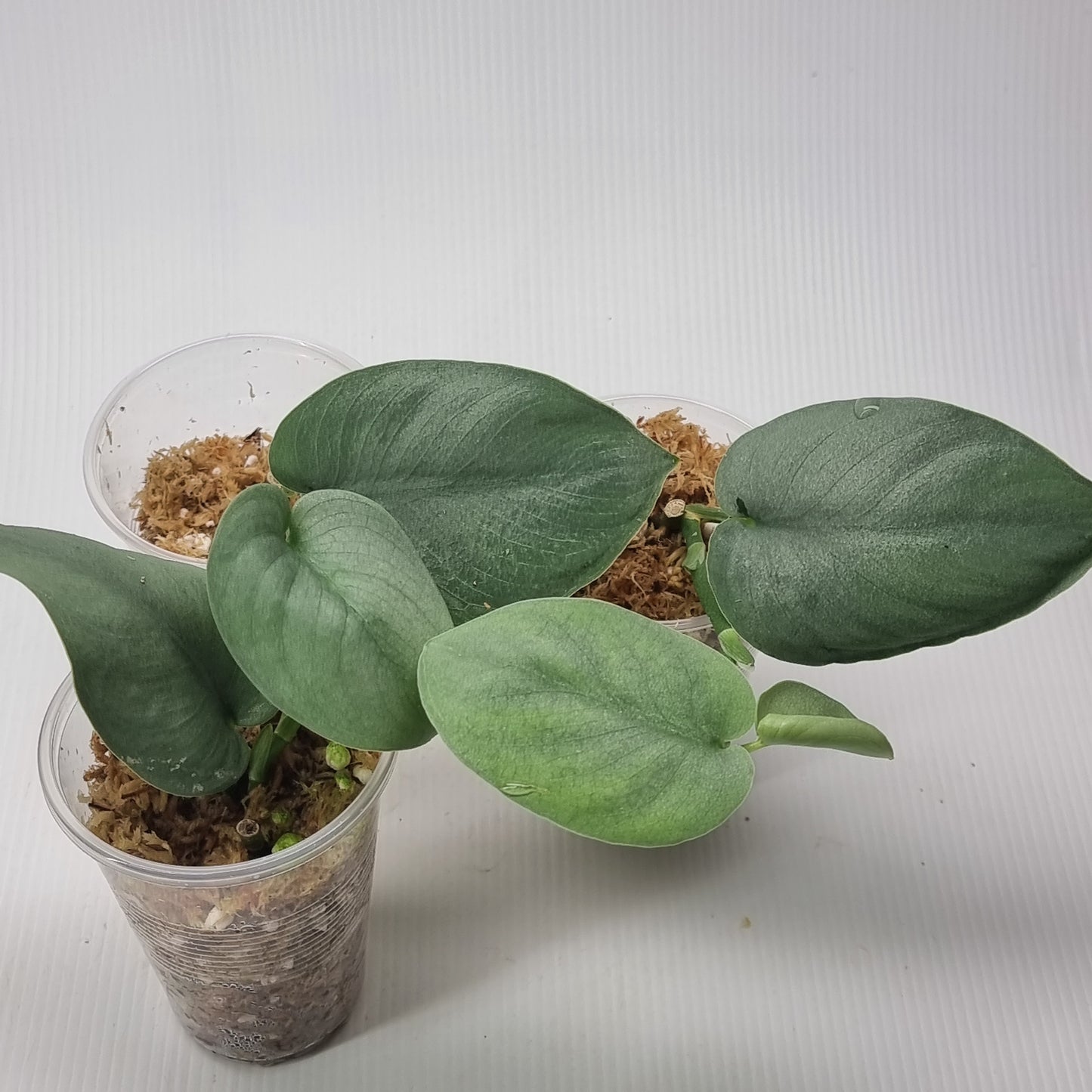 rare Scindapsus pictus platinum for sale in Perth Australia