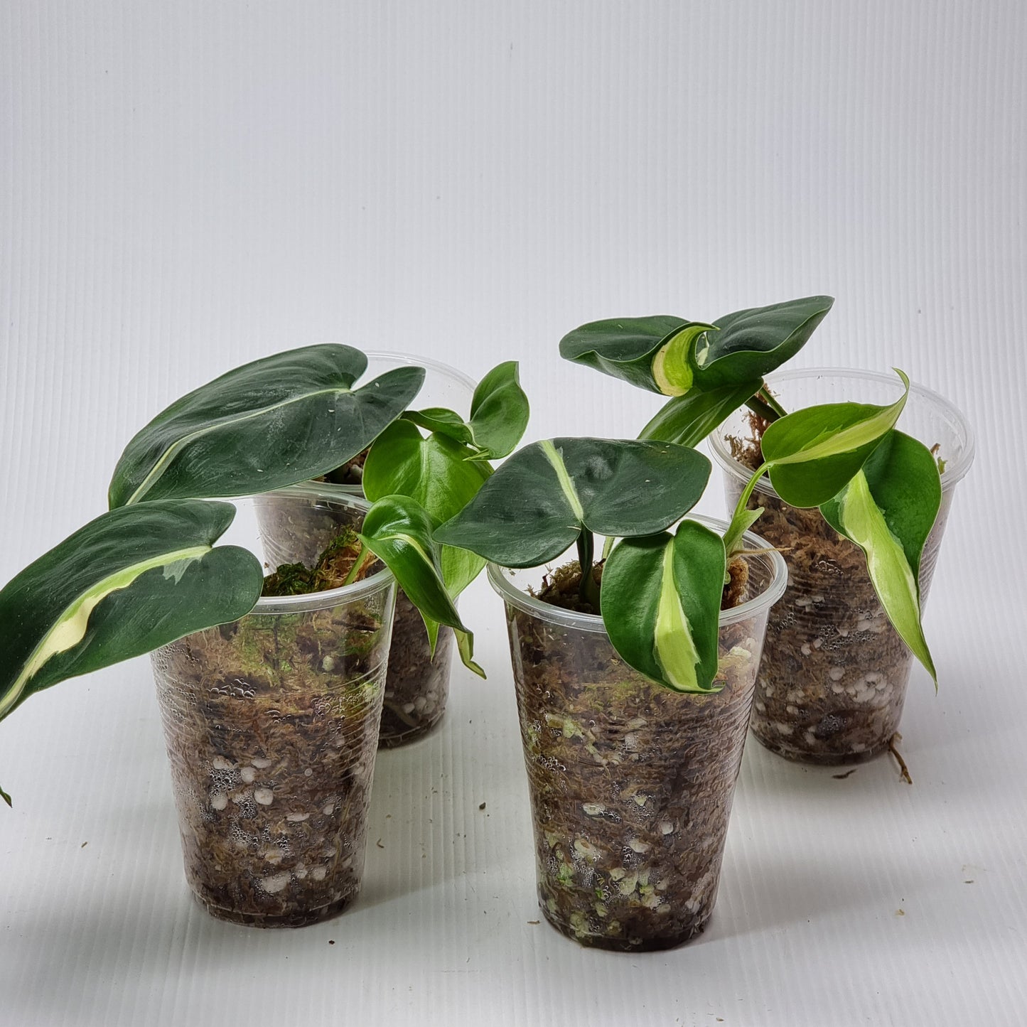 rare Philodendron Rio/ Silver stripe for sale in Perth Australia