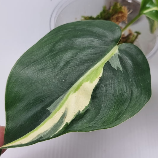 rare Philodendron Rio/ Silver stripe for sale in Perth Australia