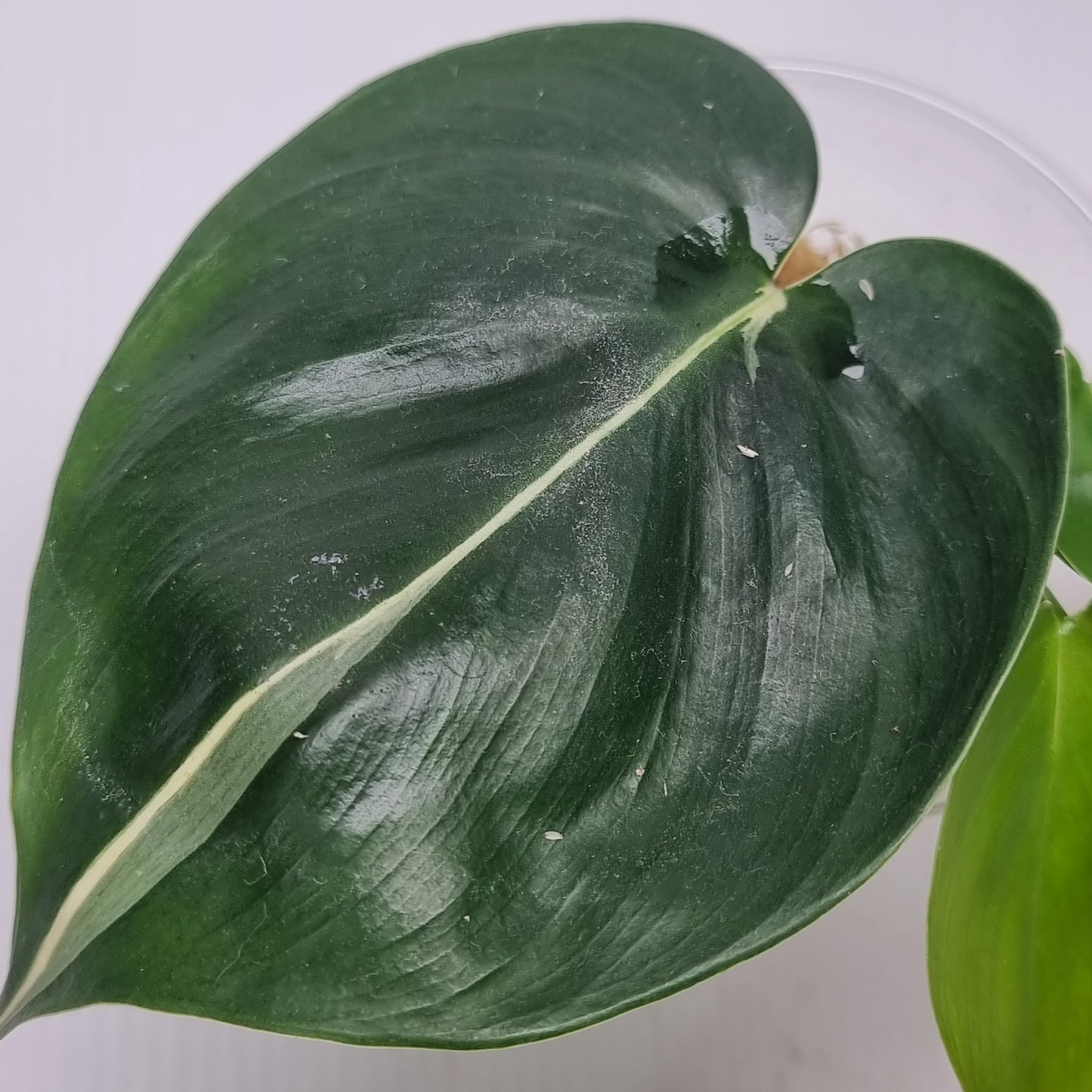 rare Philodendron Rio/ Silver stripe for sale in Perth Australia