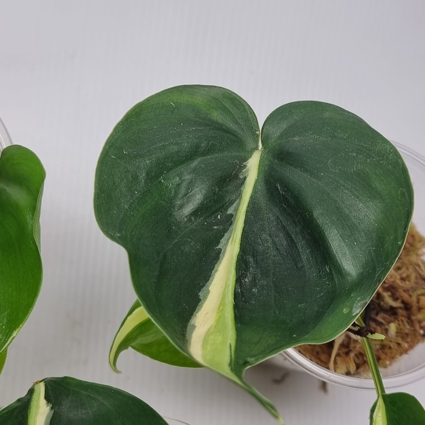 rare Philodendron Rio/ Silver stripe for sale in Perth Australia