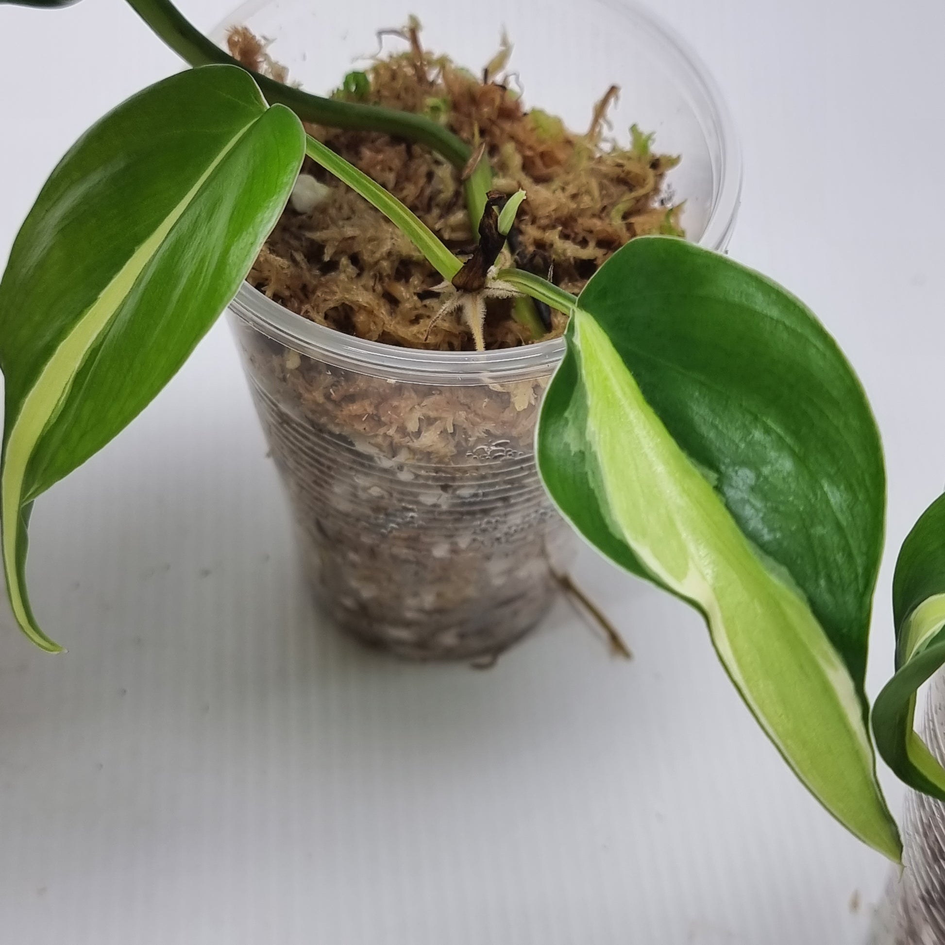 rare Philodendron Rio/ Silver stripe for sale in Perth Australia