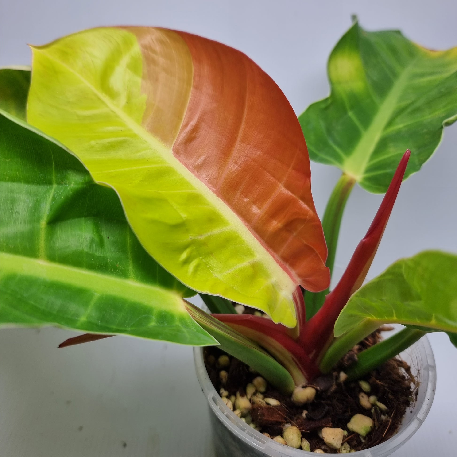 rare Philodendron Red Moon for sale in Perth Australia