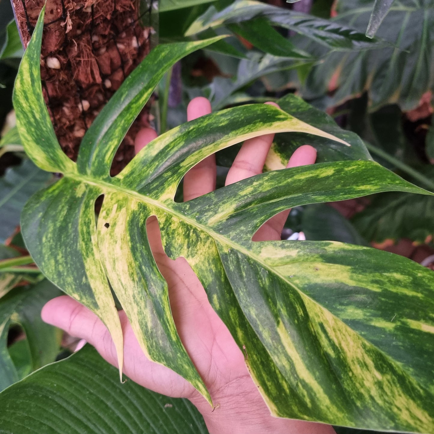 Variegated Epipremnum pinnatum Aurea for sale in Perth Australia