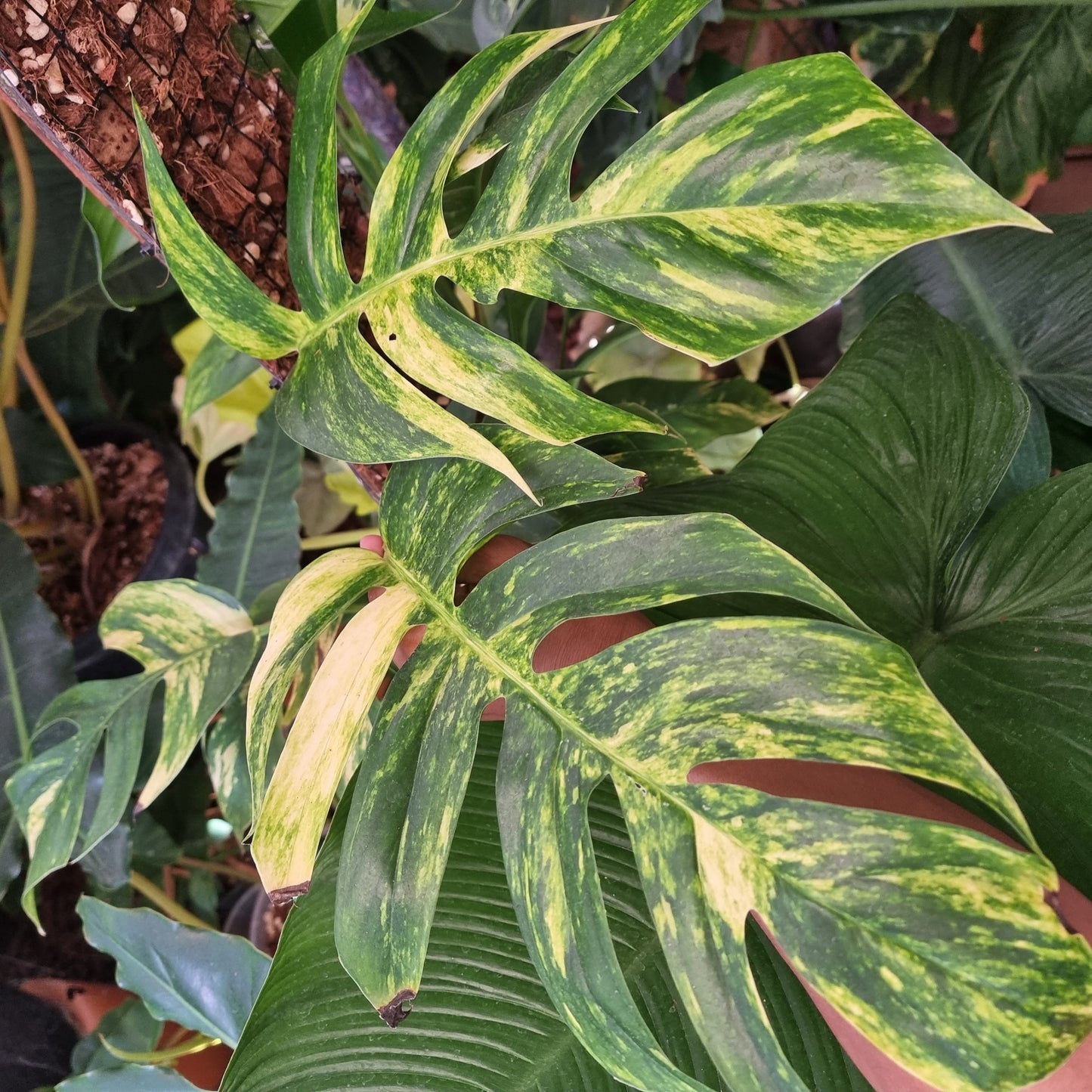 Variegated Epipremnum pinnatum Aurea for sale in Perth Australia