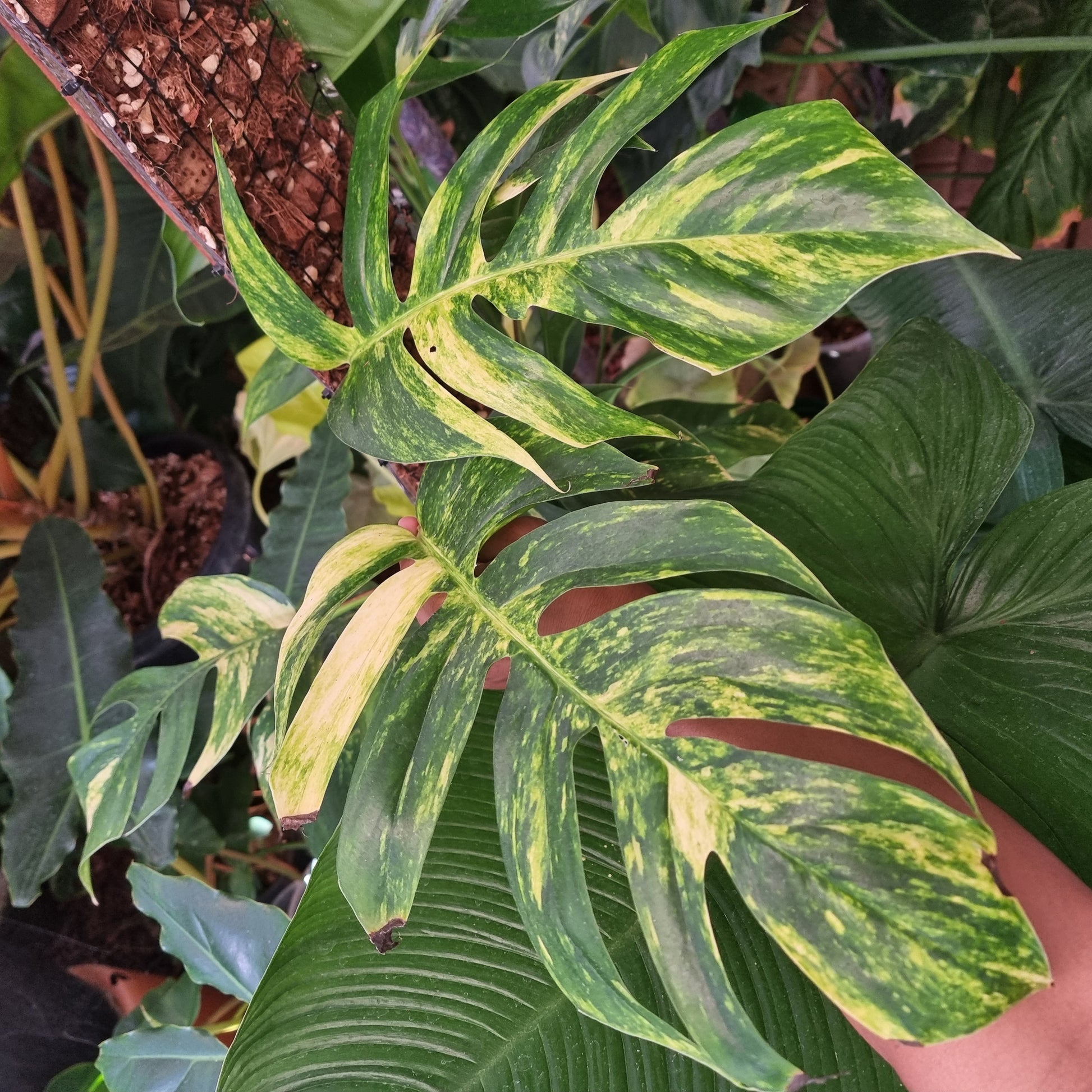 Variegated Epipremnum pinnatum Aurea for sale in Perth Australia