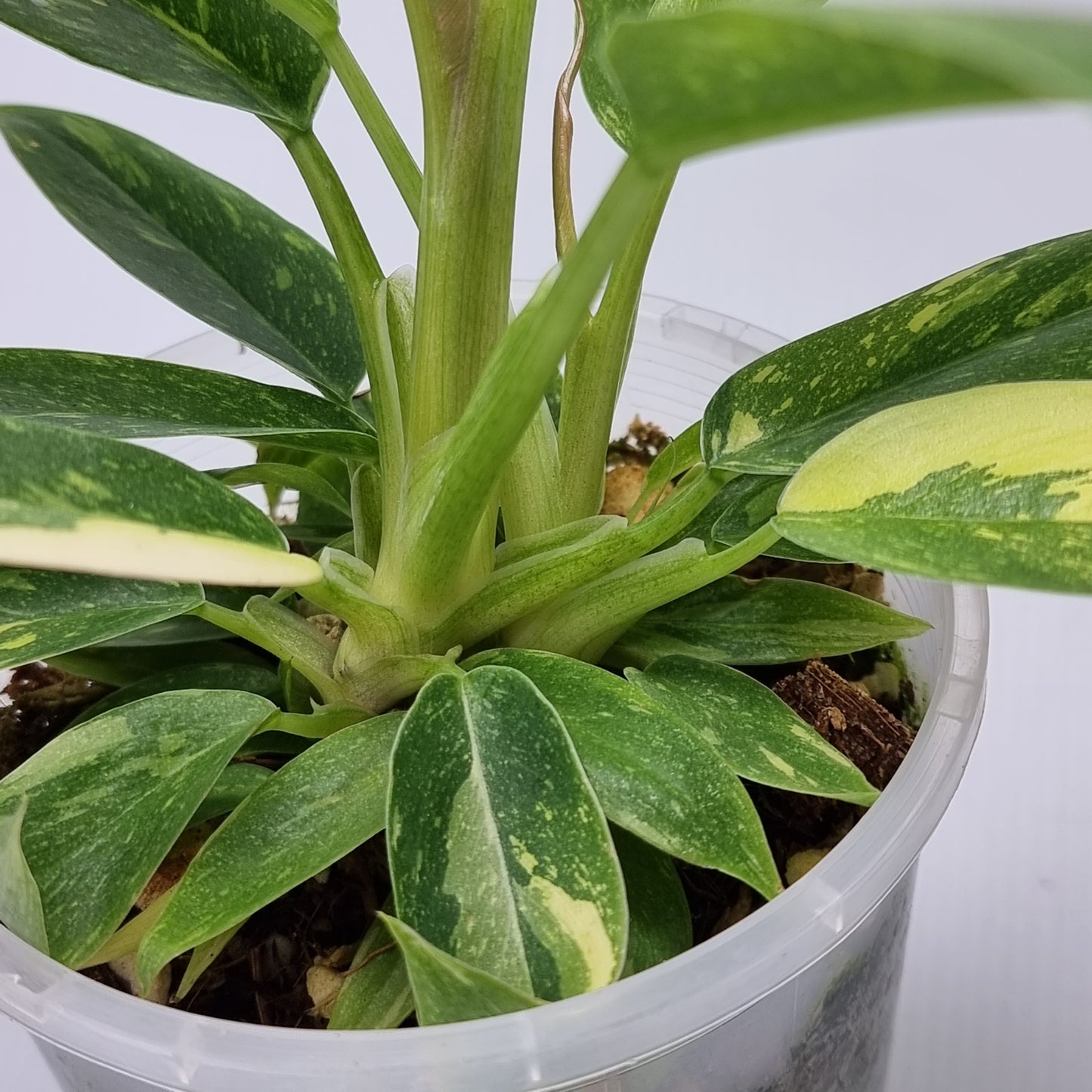 rare Philodendron Ring of Fire for sale in Perth Australia