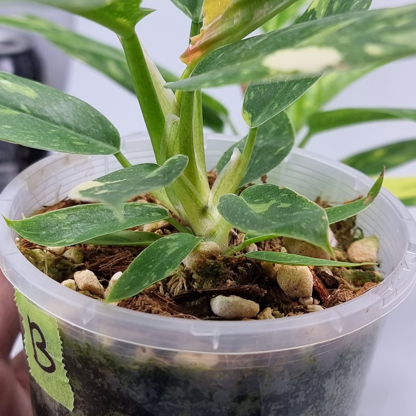 rare Philodendron Ring of Fire for sale in Perth Australia