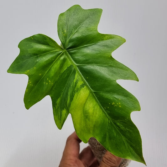 rare Philodendron radiatum variegated for sale in Perth Australia