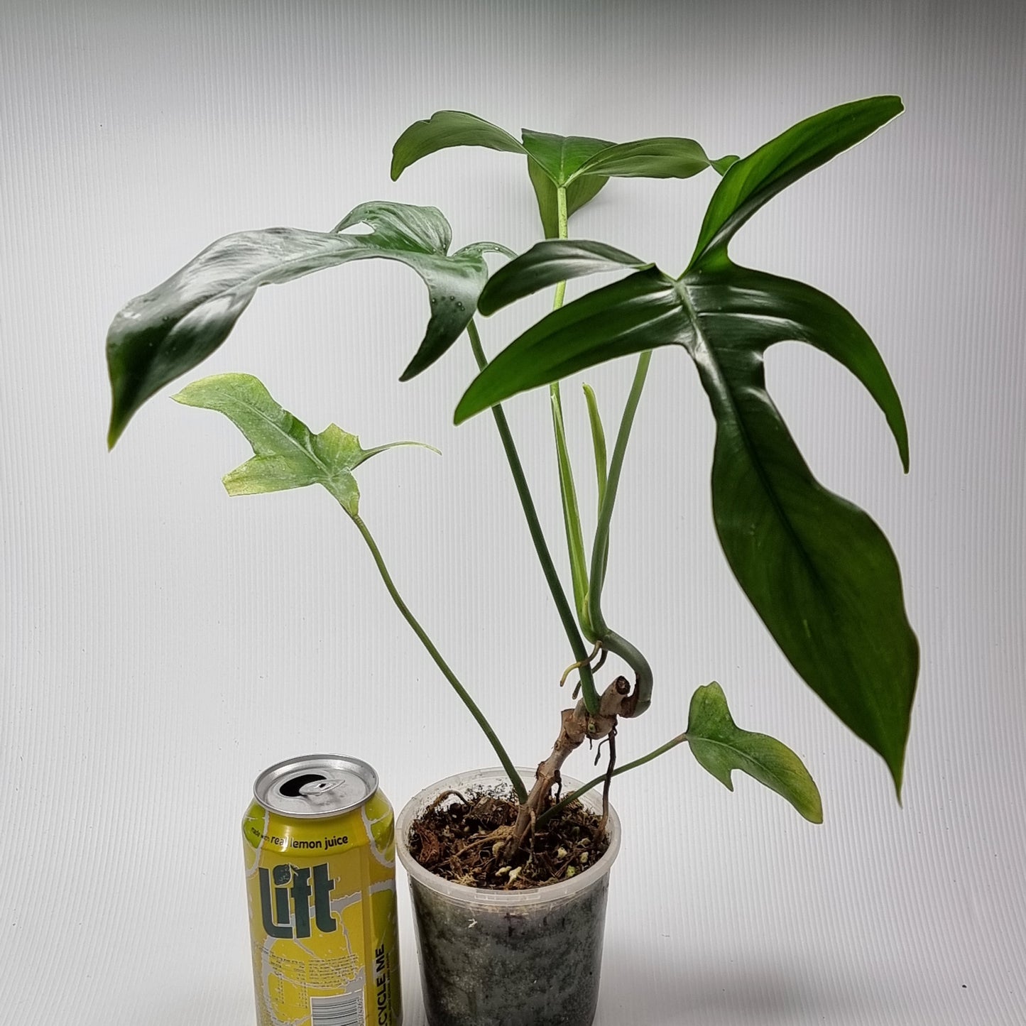 Philodendron Glad hands for sale in Perth Australia