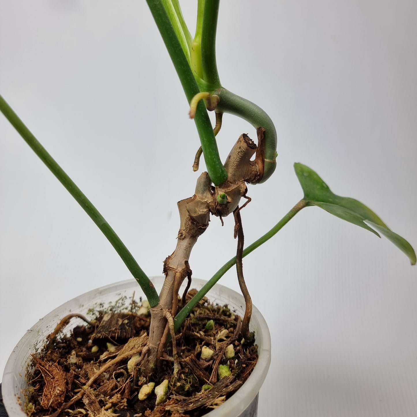 Philodendron Glad hands for sale in Perth Australia