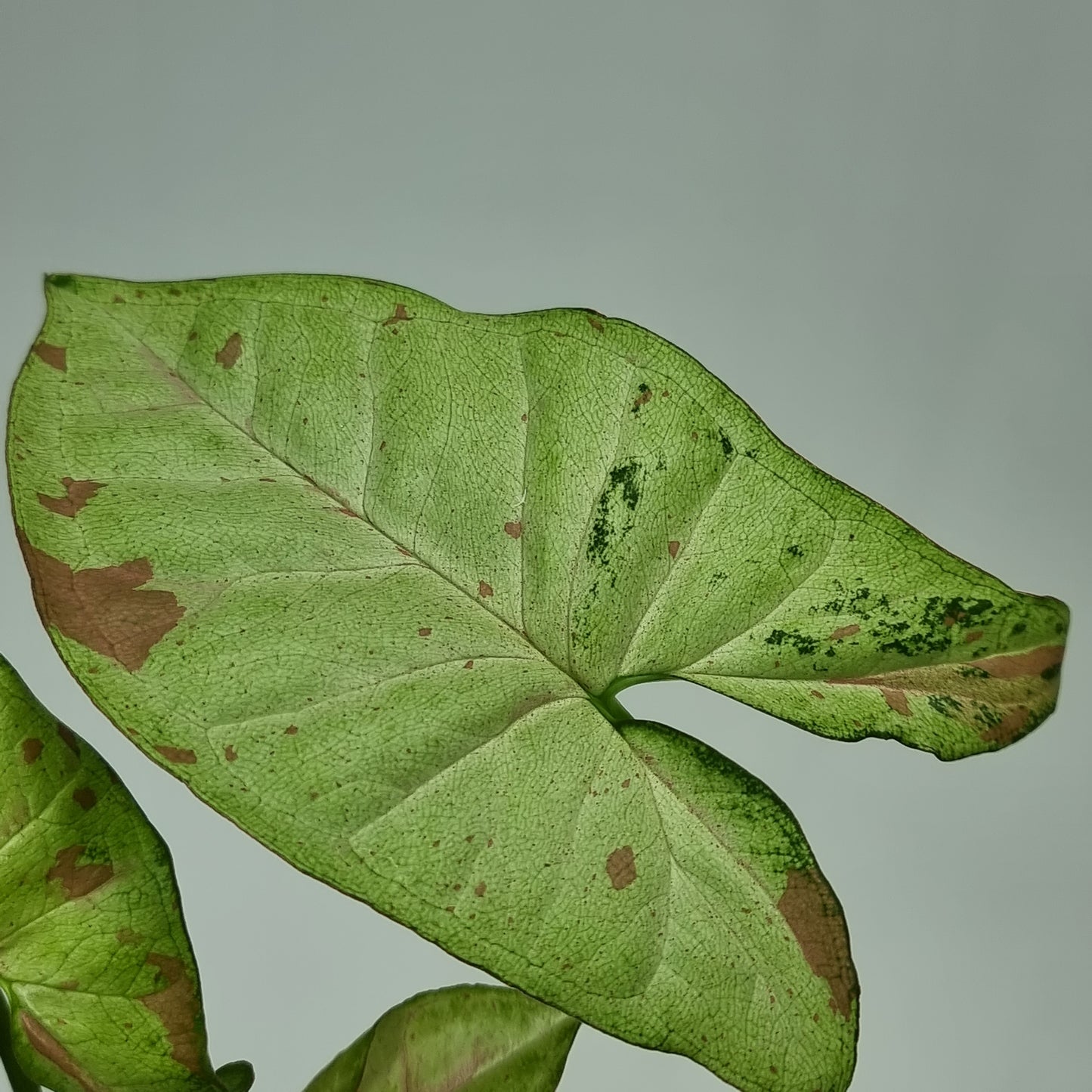 rare Syngonium Confetti for sale in Perth Australia