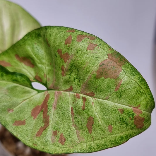 rare Syngonium Confetti for sale in Perth Australia