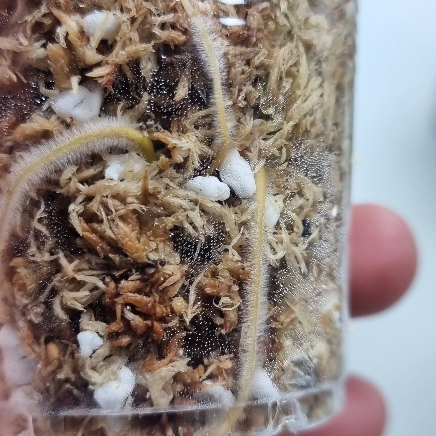 rare Syngonium Confetti for sale in Perth Australia
