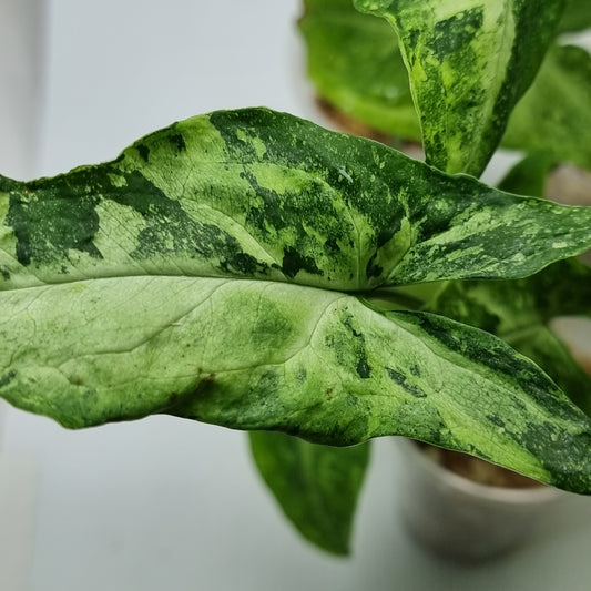 rare Syngonium (true) freckles for sale in Perth Australia