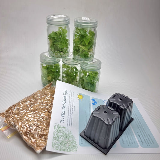 Tissue Culture Kits Page 2 Flora Magnifica Australia