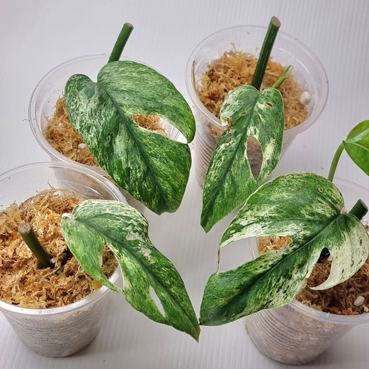 rare Epipremnum pinnatum Cebu blue Variegated for sale in Perth Australia