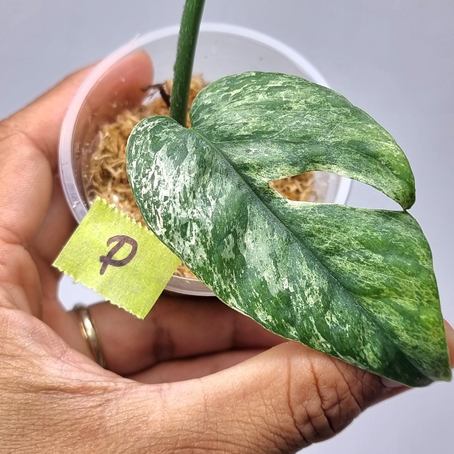 rare Epipremnum pinnatum Cebu blue Variegated for sale in Perth Australia