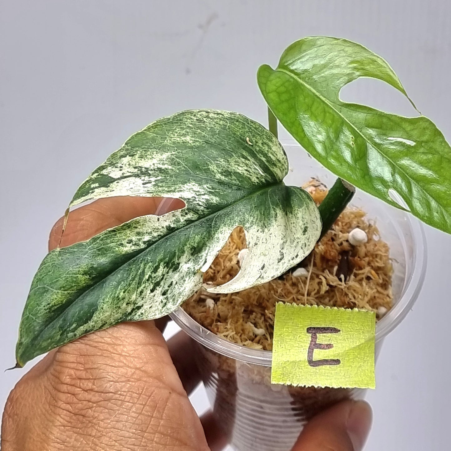 rare Epipremnum pinnatum Cebu blue Variegated for sale in Perth Australia