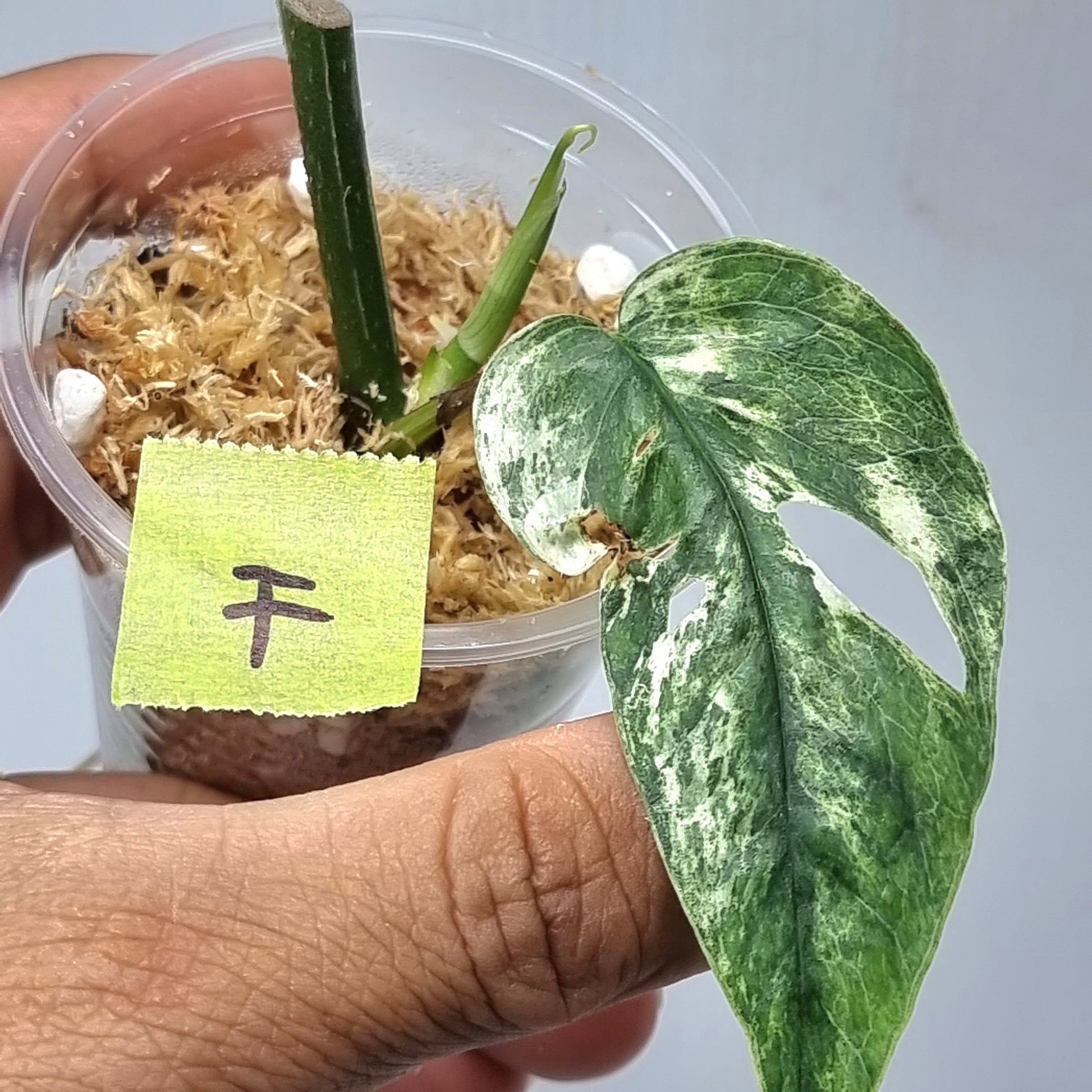 rare Epipremnum pinnatum Cebu blue Variegated for sale in Perth Australia