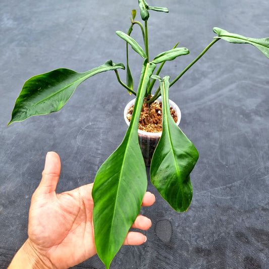 rare Philodendron joepii (TC) for sale in Perth Australia