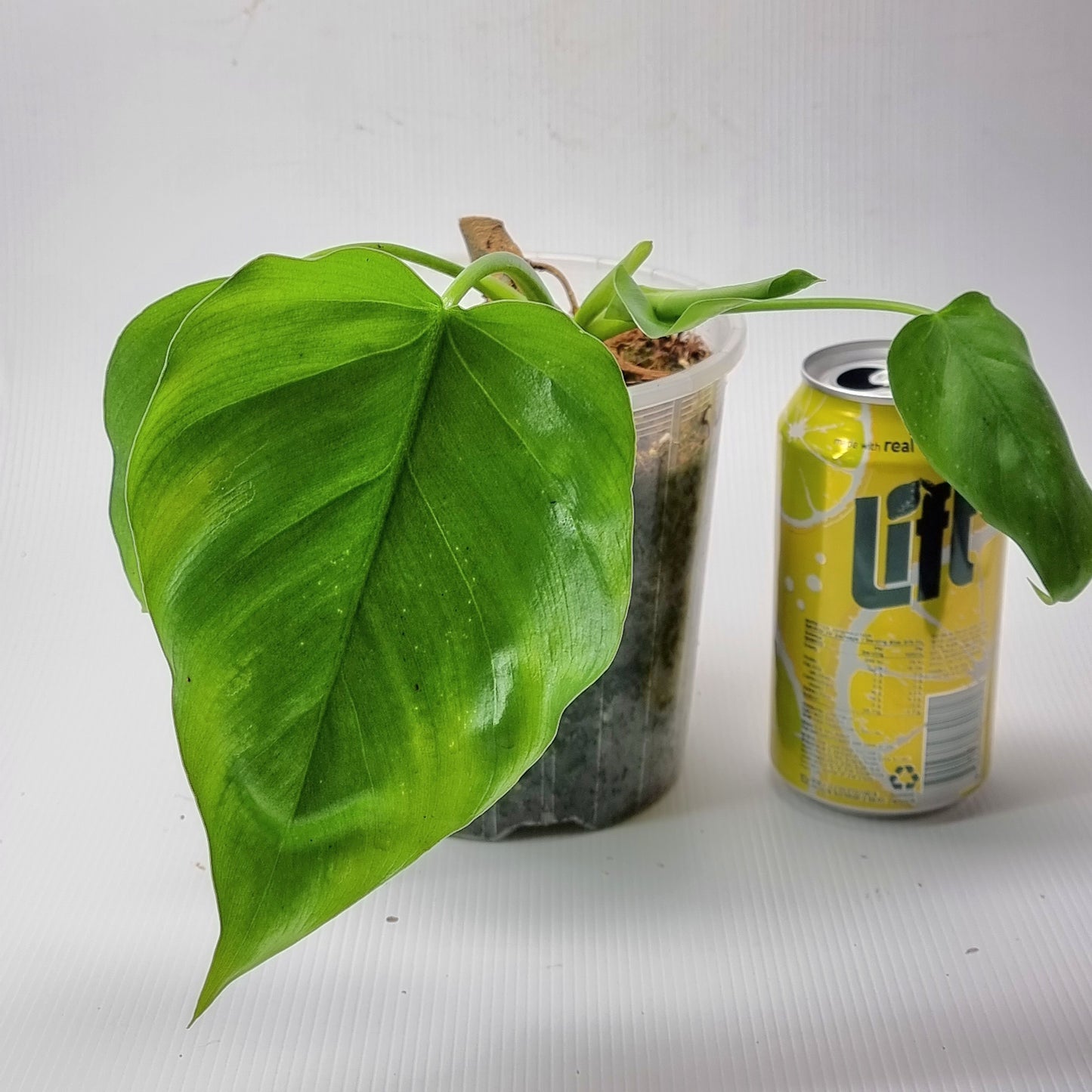 rare Philodendron subincisum for sale in Perth Australia