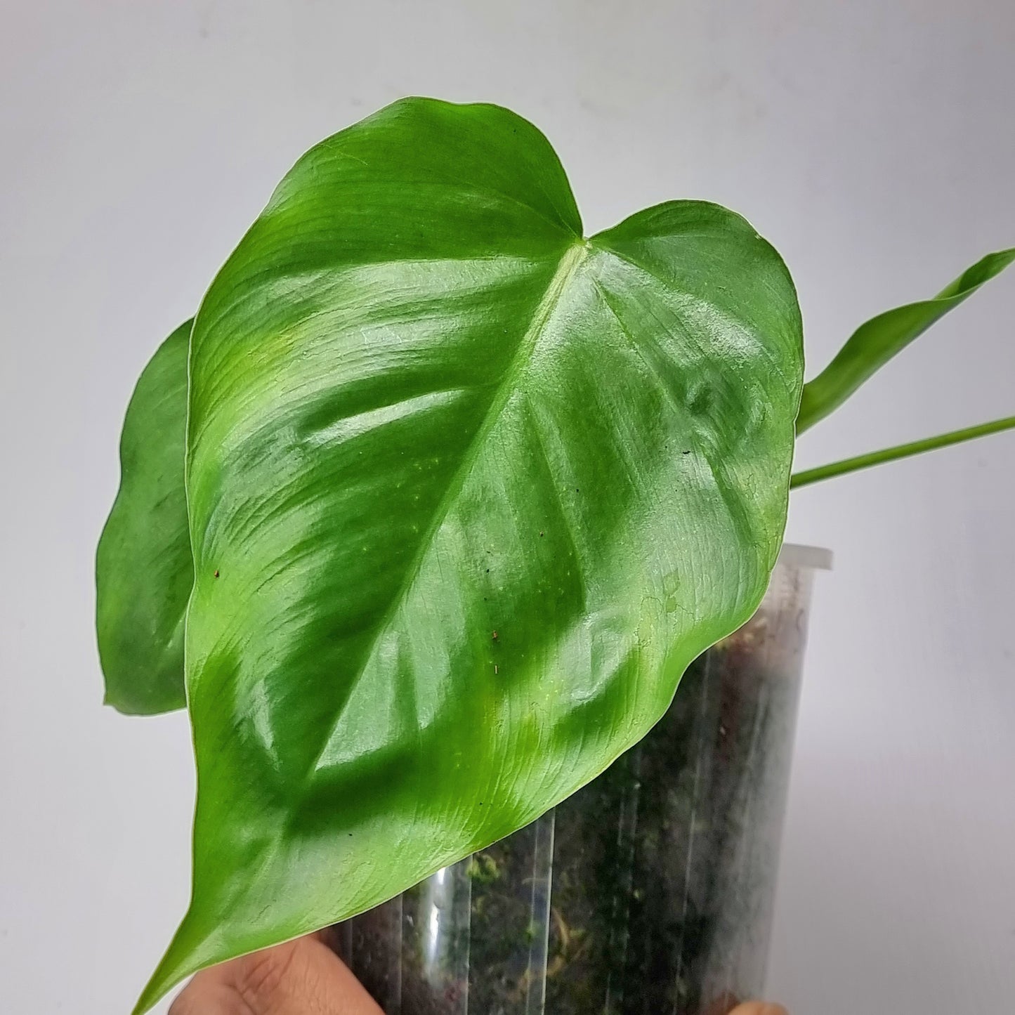 rare Philodendron subincisum for sale in Perth Australia