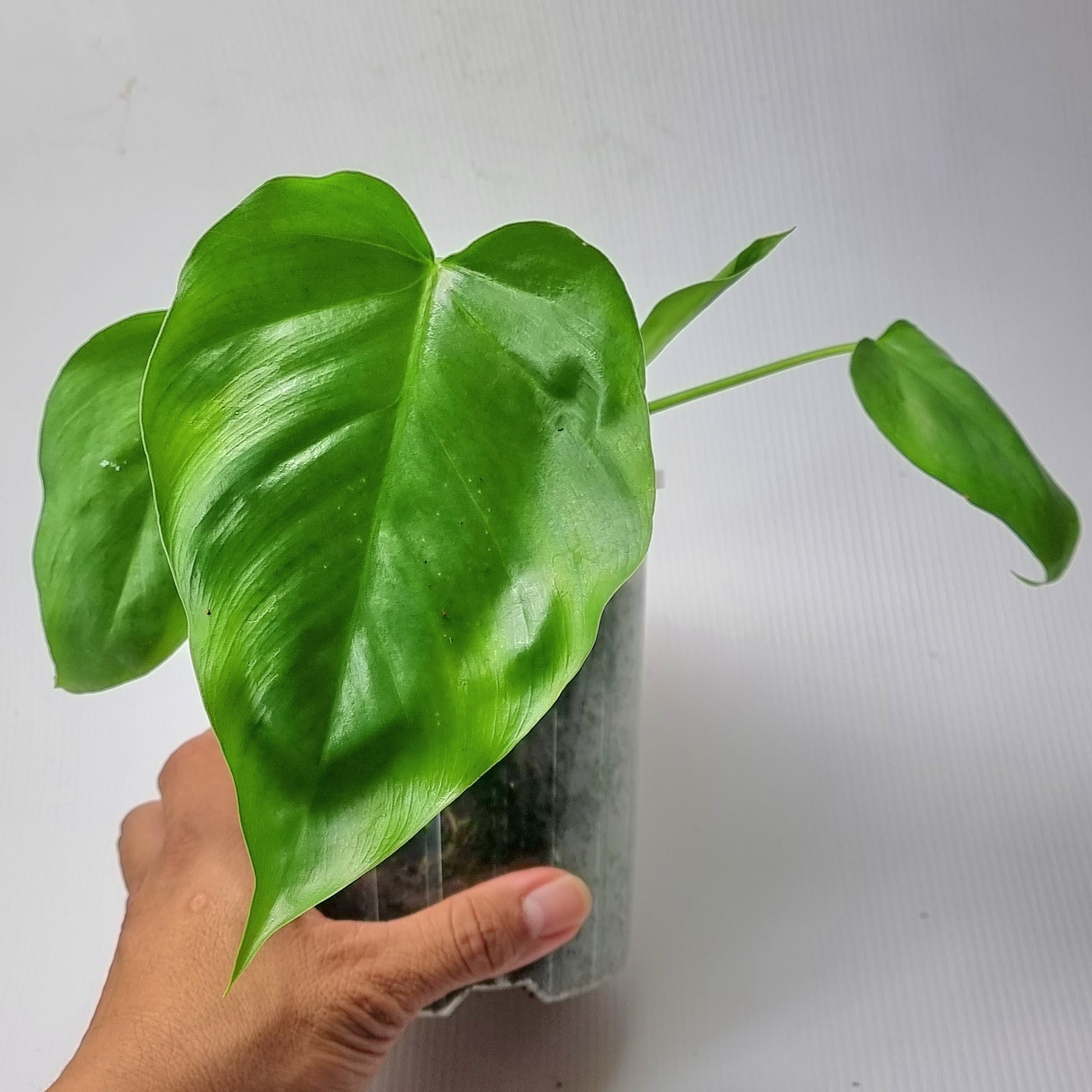 rare Philodendron subincisum for sale in Perth Australia