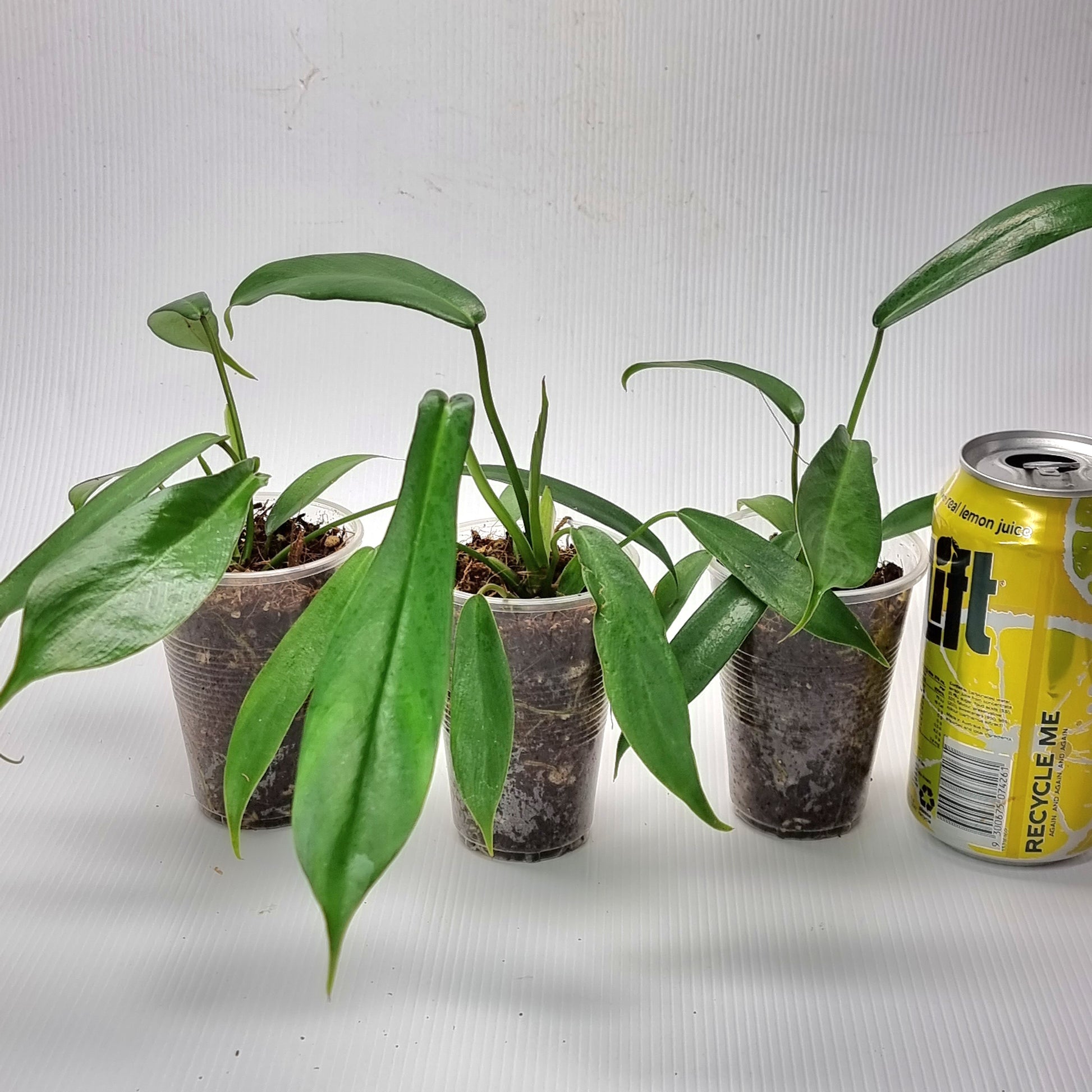 rare Philodendron joepii (TC) for sale in Perth Australia