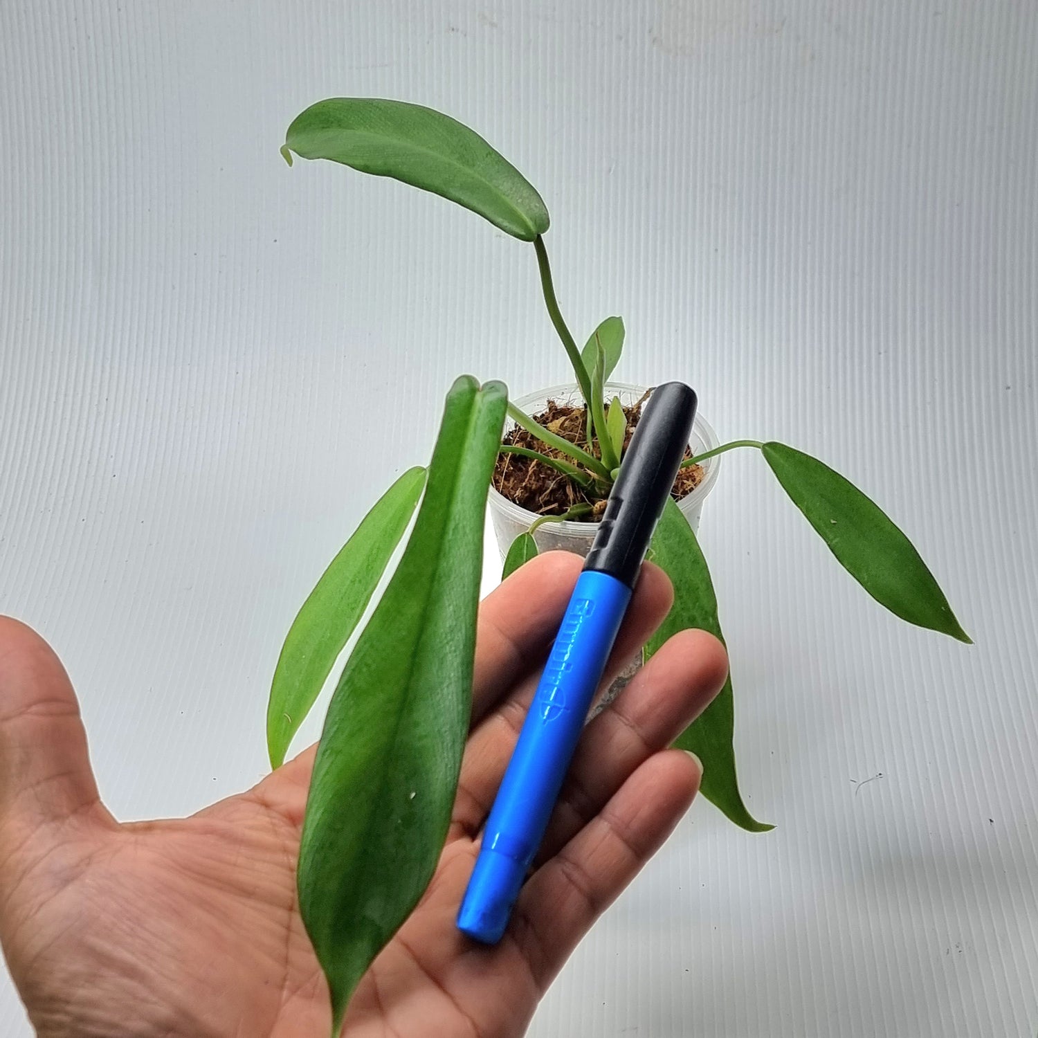 rare Philodendron joepii (TC) for sale in Perth Australia