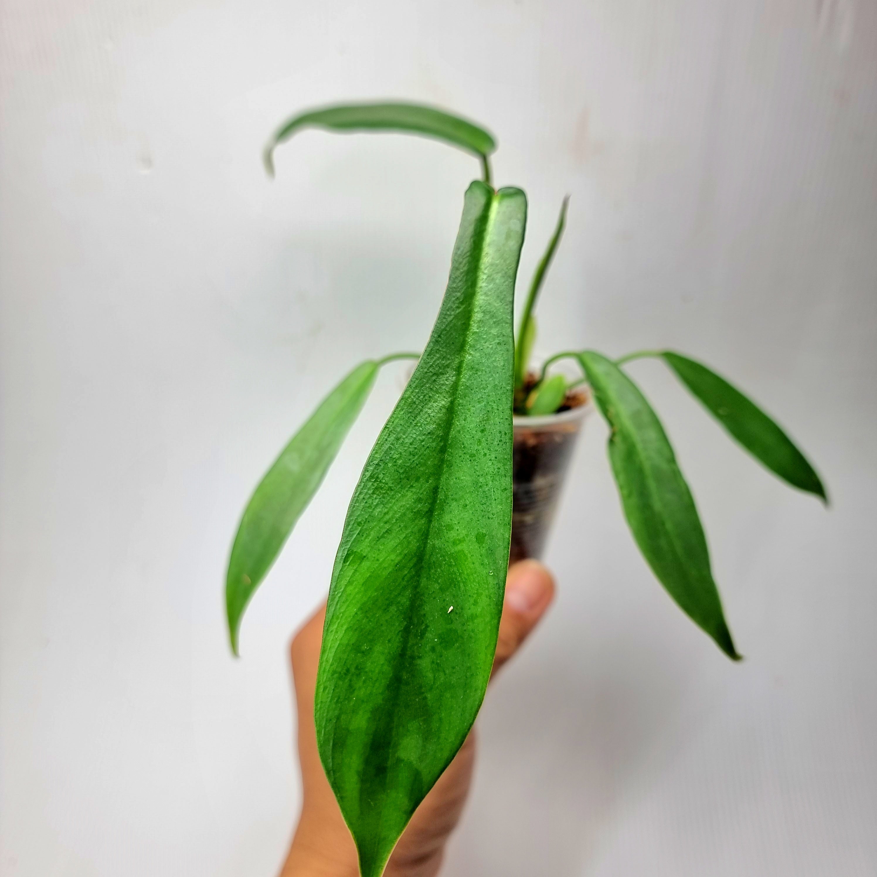 Philodendron joepii (Med) – Flora Magnifica Australia