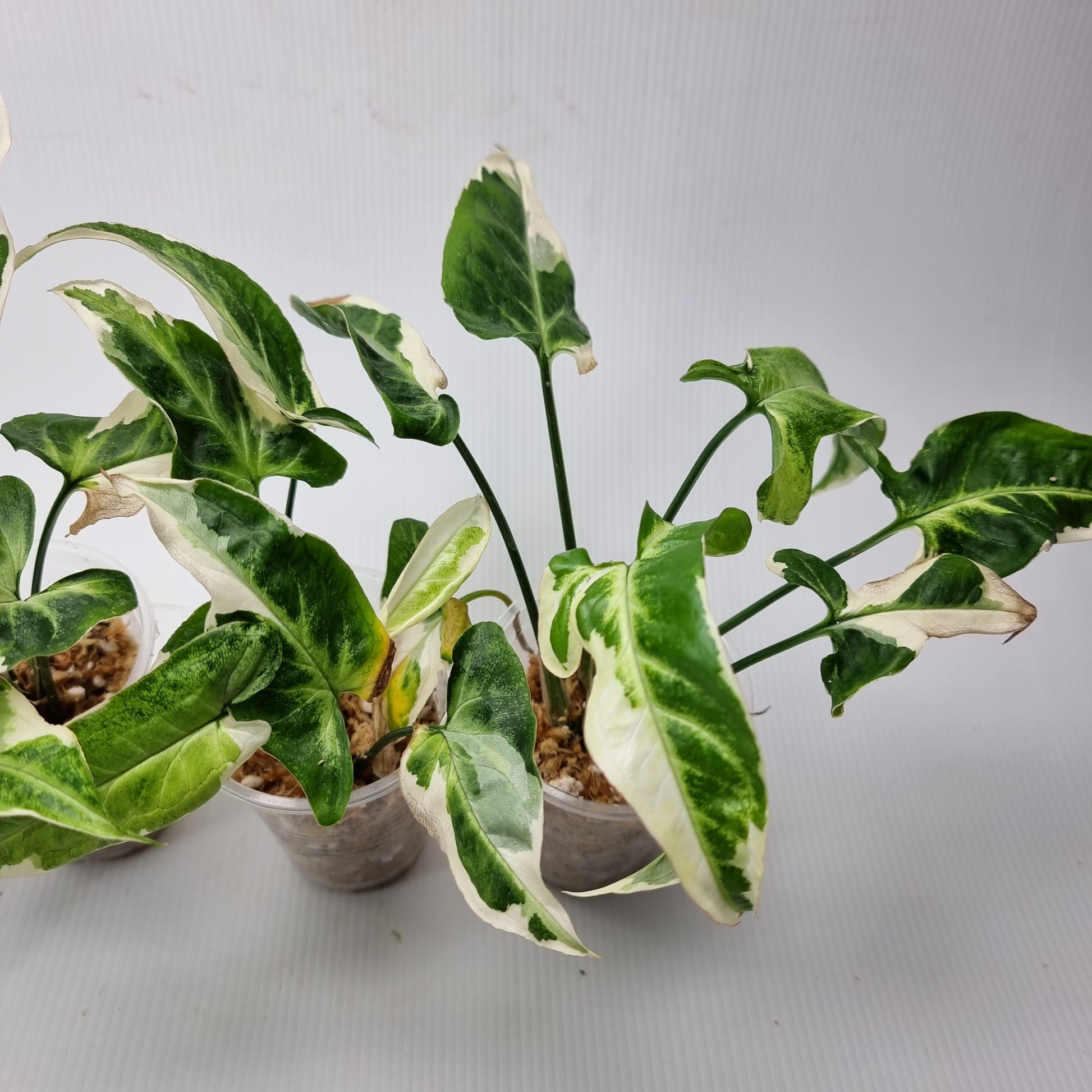 rare Syngonium T25 for sale in Perth Australia