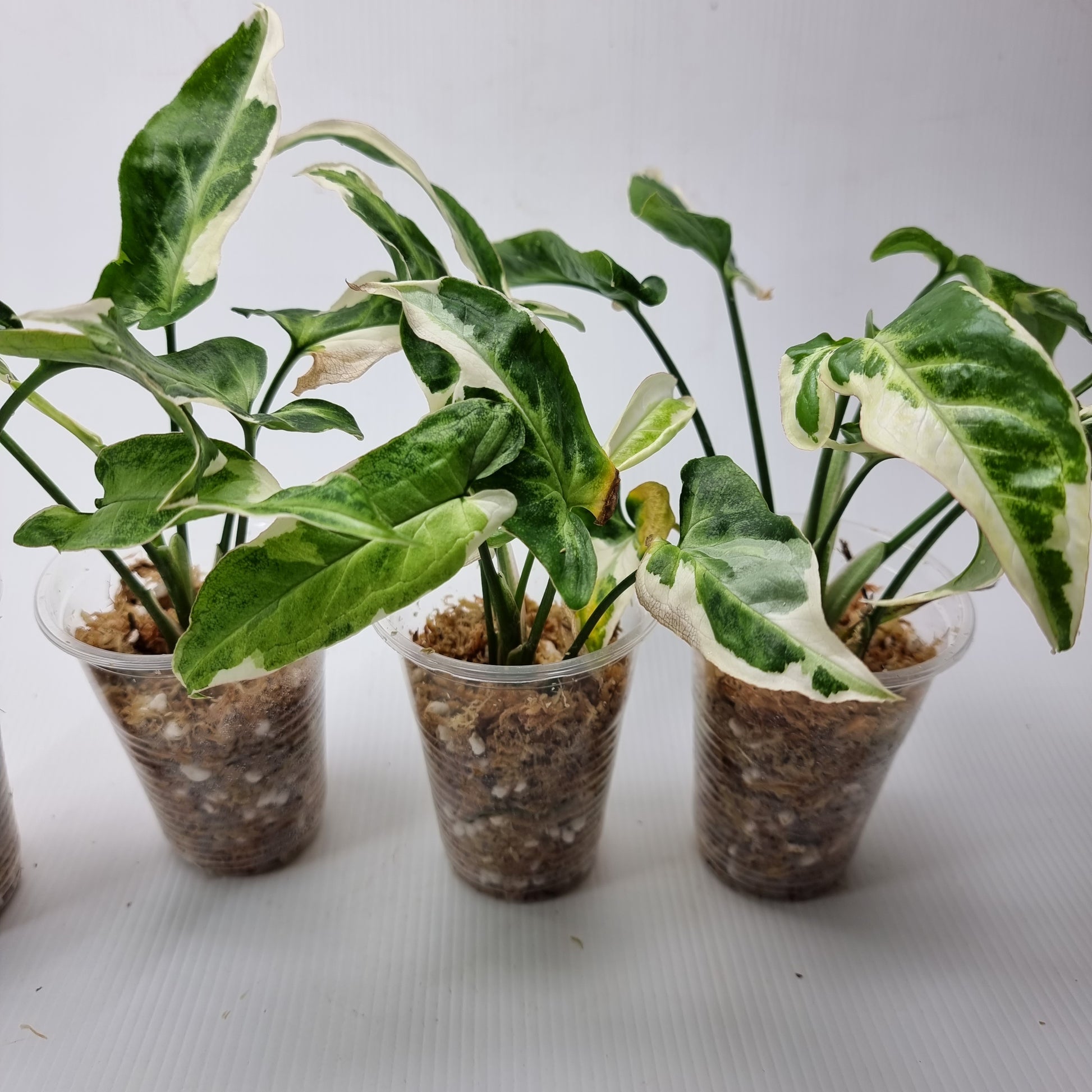 rare Syngonium T25 for sale in Perth Australia