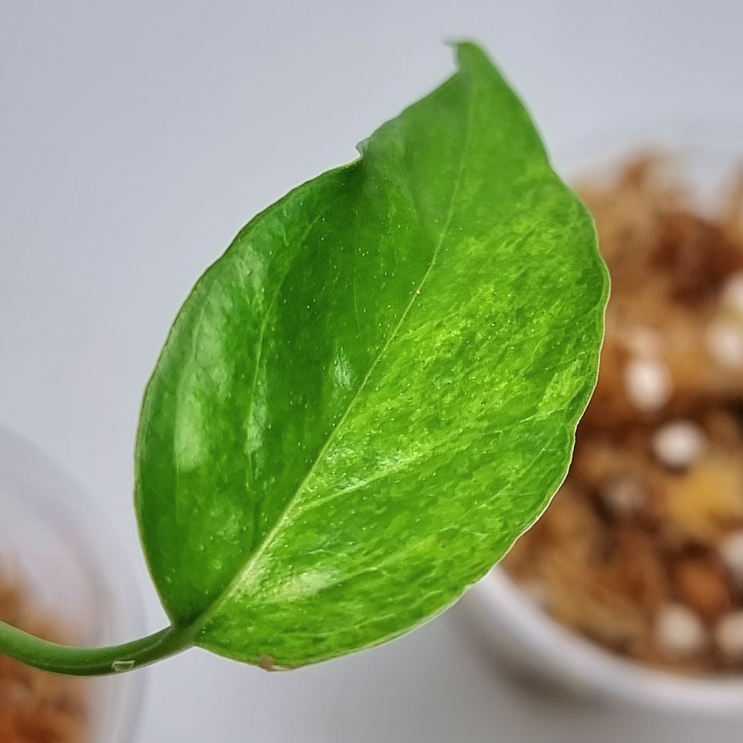 Variegated Epipremnum pinnatum Aurea-mint for sale in Perth Australia