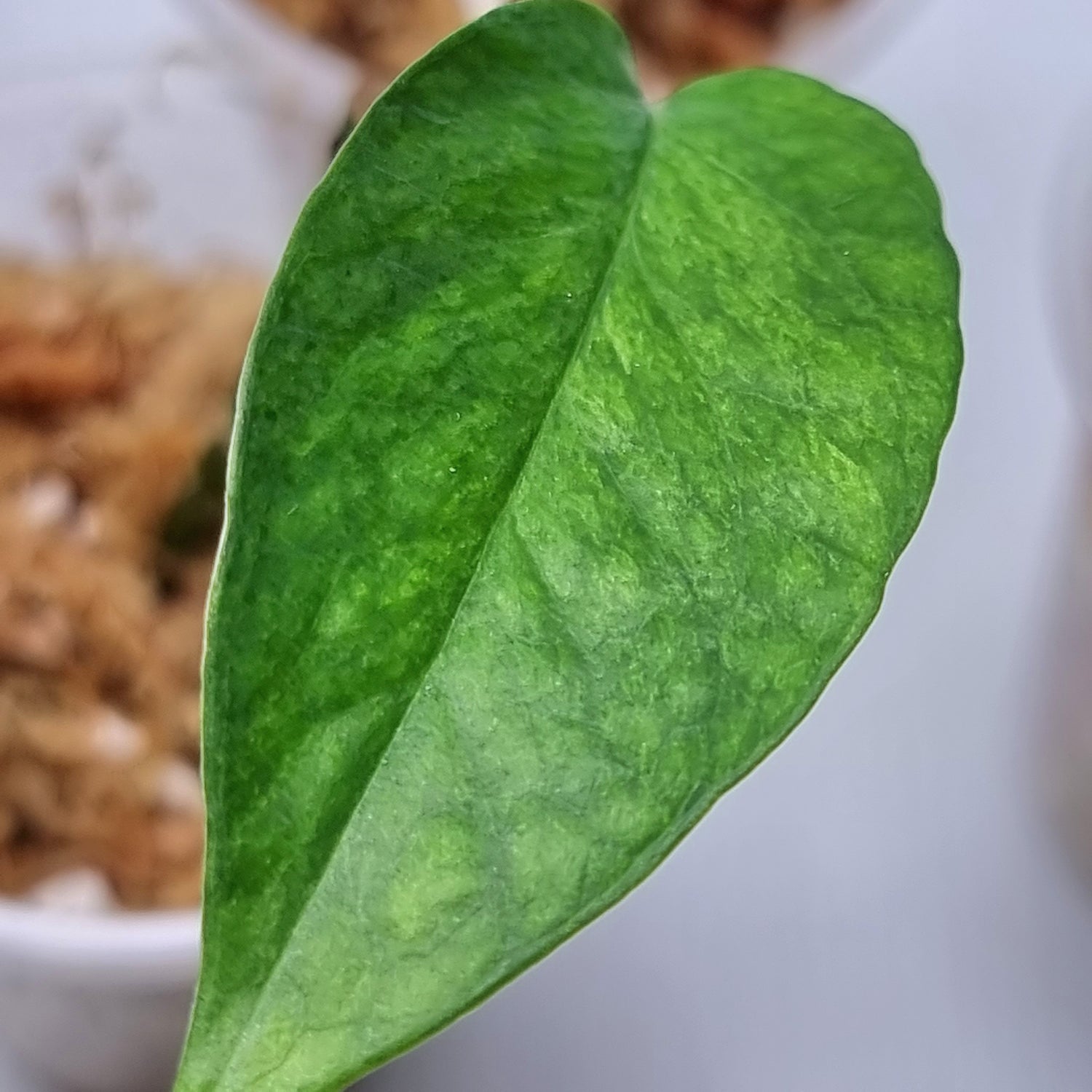 Epipremnum Pinnatum Mint (Rare)