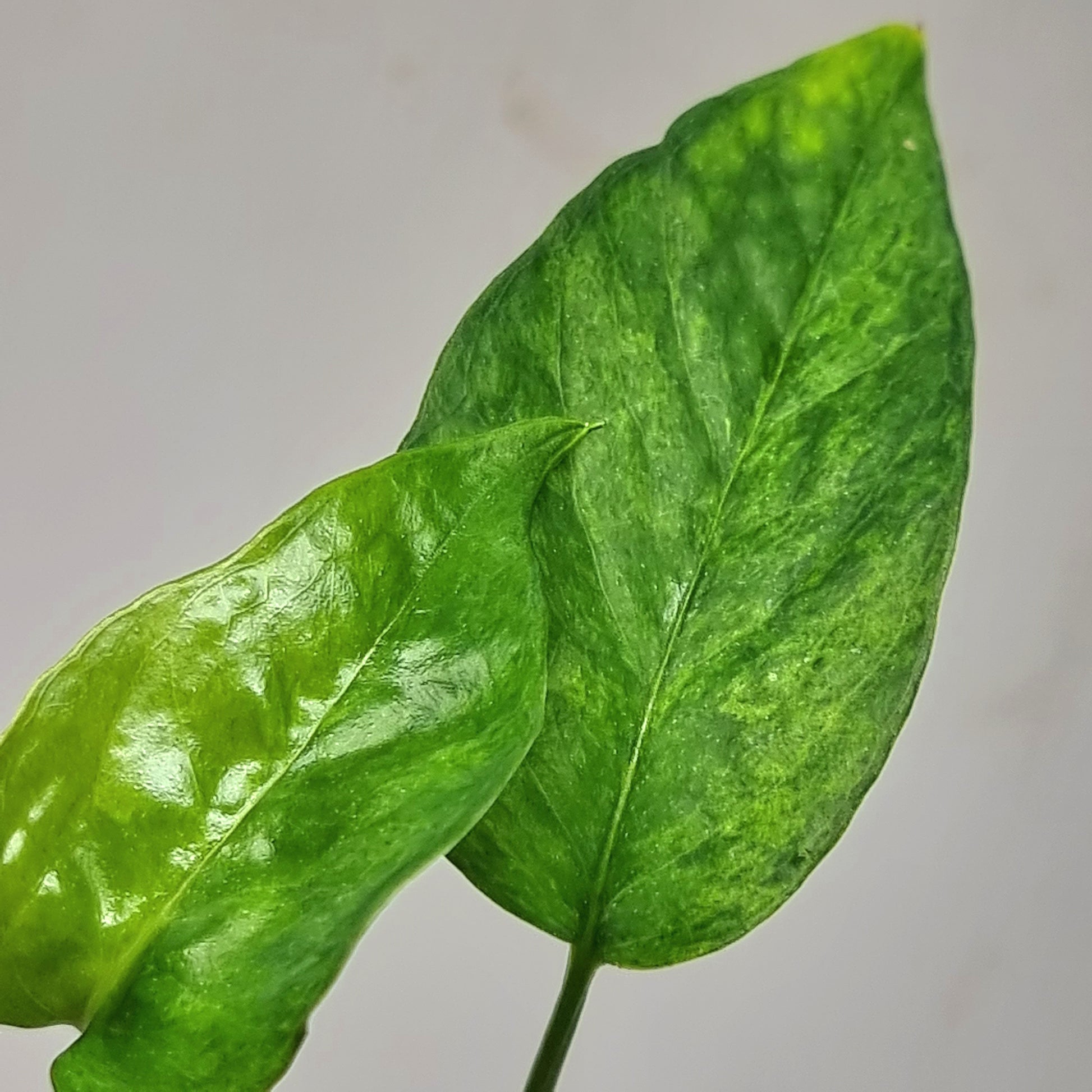 Variegated Epipremnum pinnatum Aurea-mint for sale in Perth Australia