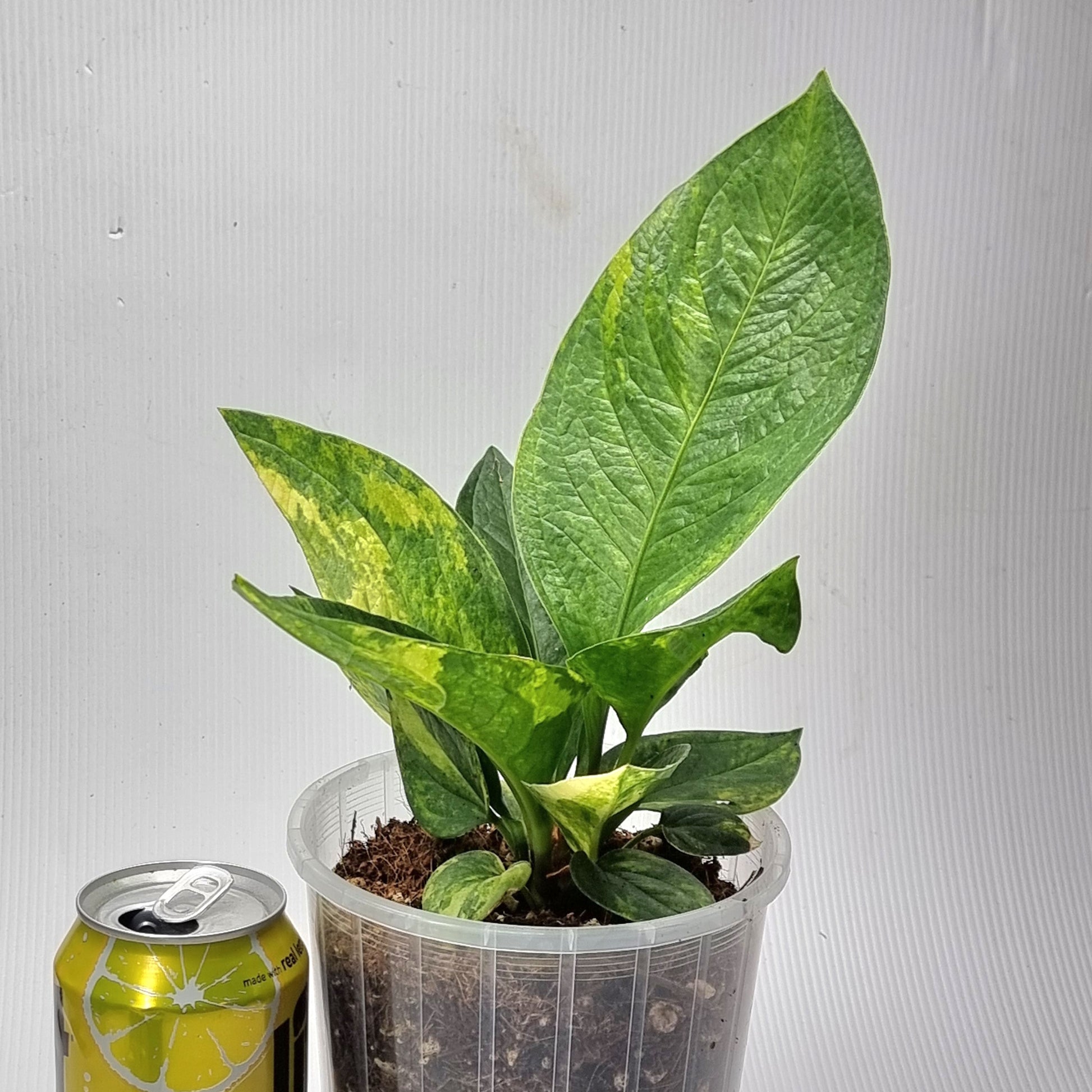 rare Anthurium jenmanii Variegated for sale in Perth Australia